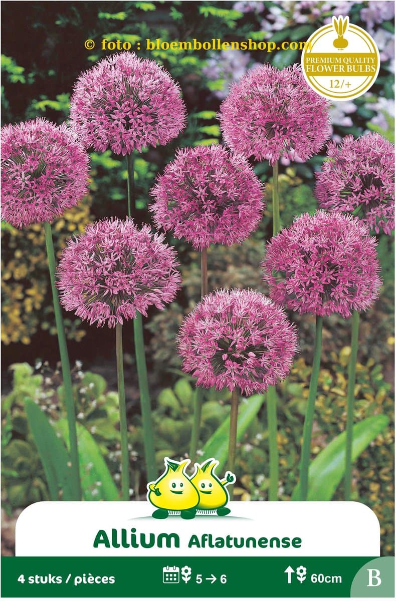 Allium Aflatunense 50 bollen