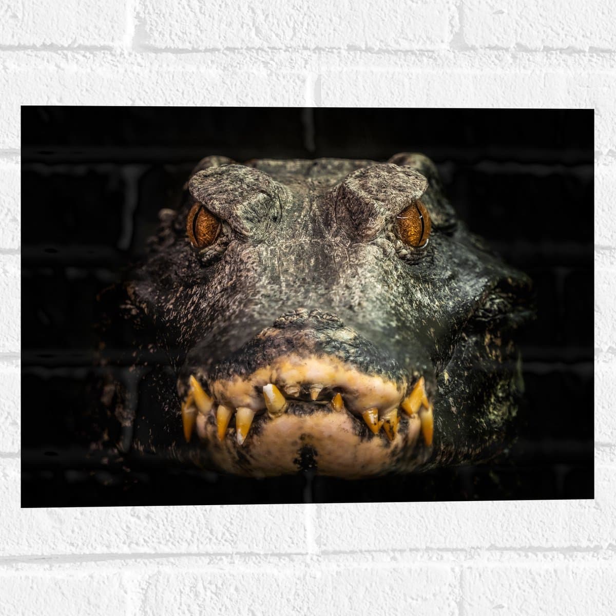 Muursticker - Vooraanzicht van Angstaanjagende Alligator - 40x30 cm Foto op Muursticker