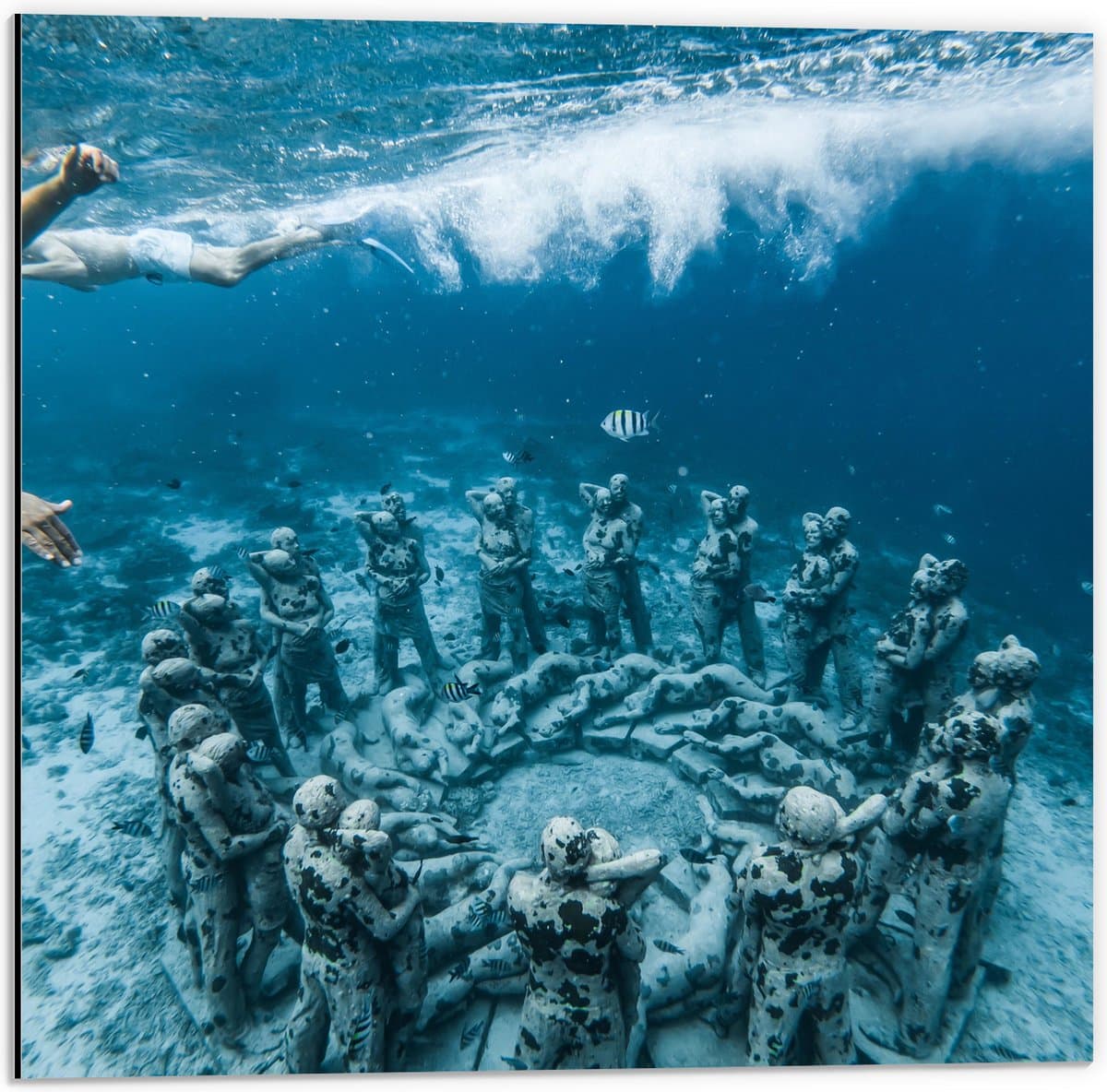 Dibond - Zee - Water - Vissen - Beelden - Onderwater - Duiken - 50x50 cm Foto op Aluminium (Wanddecoratie van metaal)