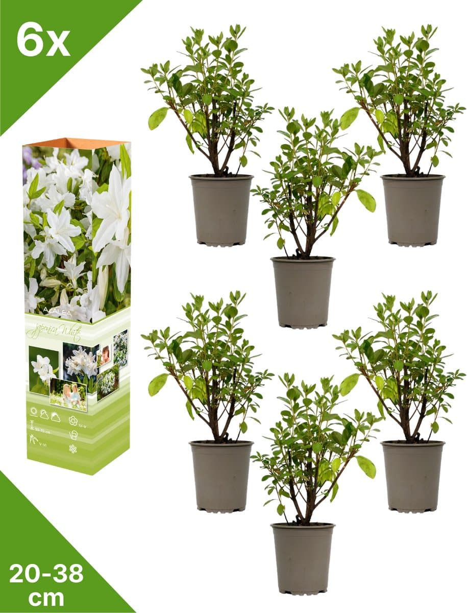 GARDENZO - 6x Azalea japonica (Japanse Azalea) - Wit - in P9 pot