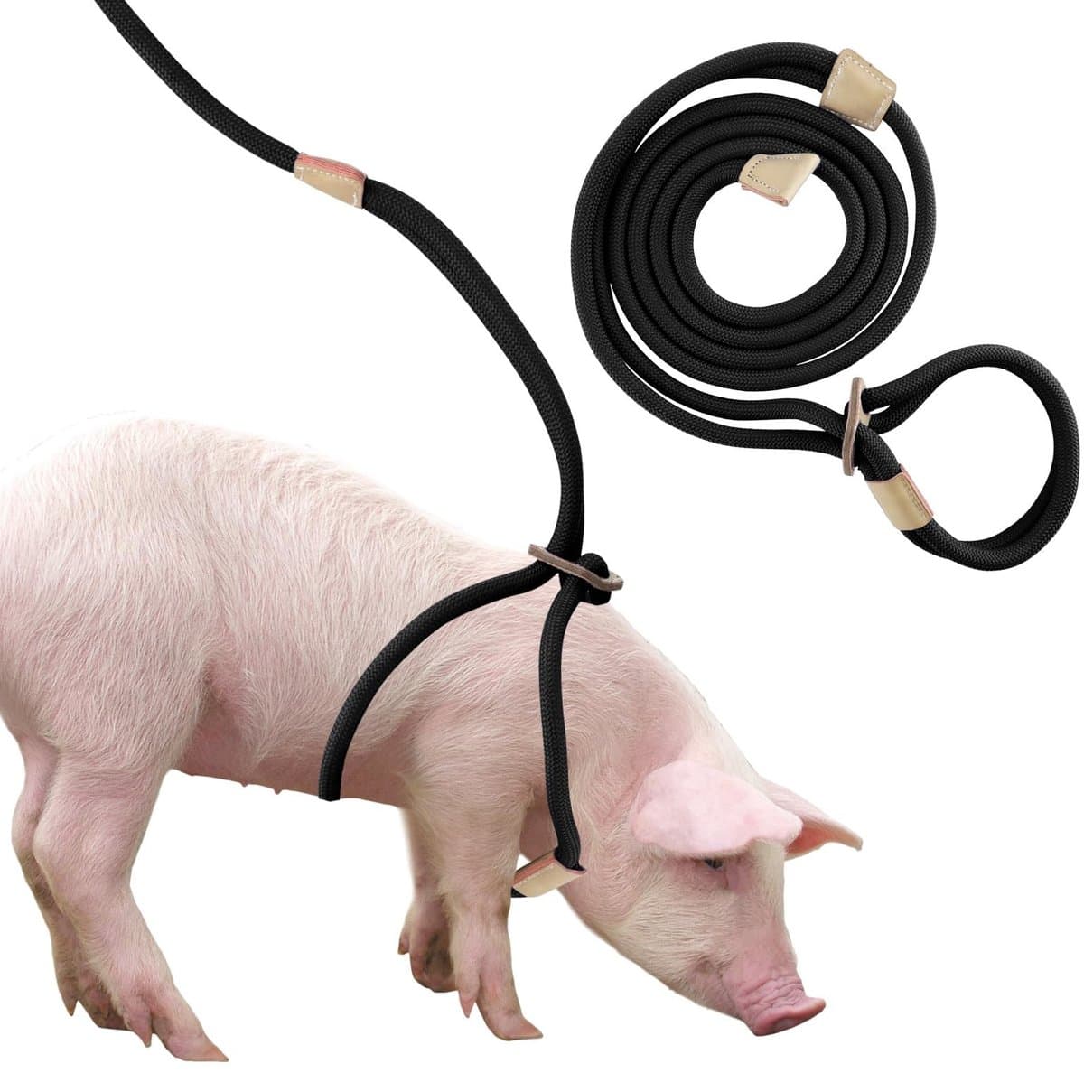 Cosensi - Mini Pig Harness - Adjustable Leash - Eenvoudig aan te trekken - Zwart - Veiligheidsharnas - Geschikt voor kleine en middelgrote varkens ...