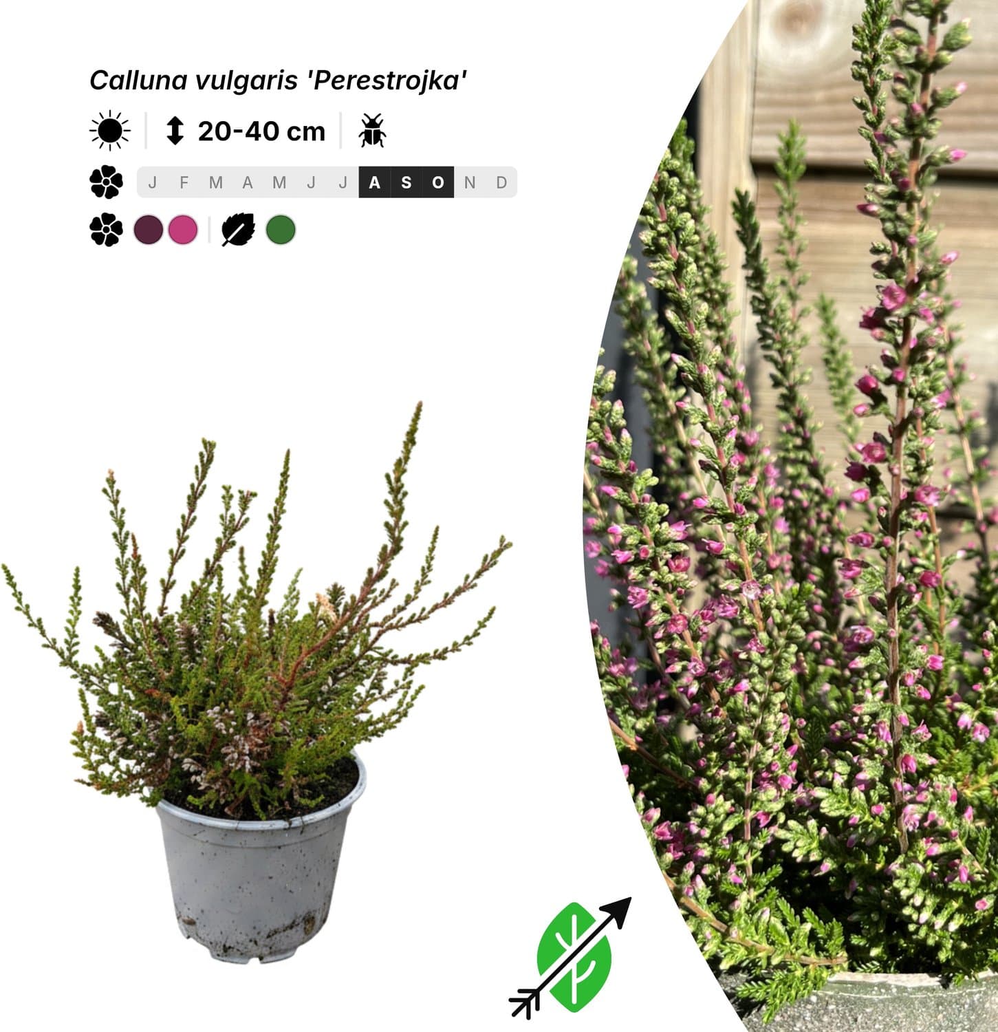 Singleplants - 20x Calluna vulgaris 'Perestrojka' - Pot P10,5 - bodembedekker - in bloeiperiode