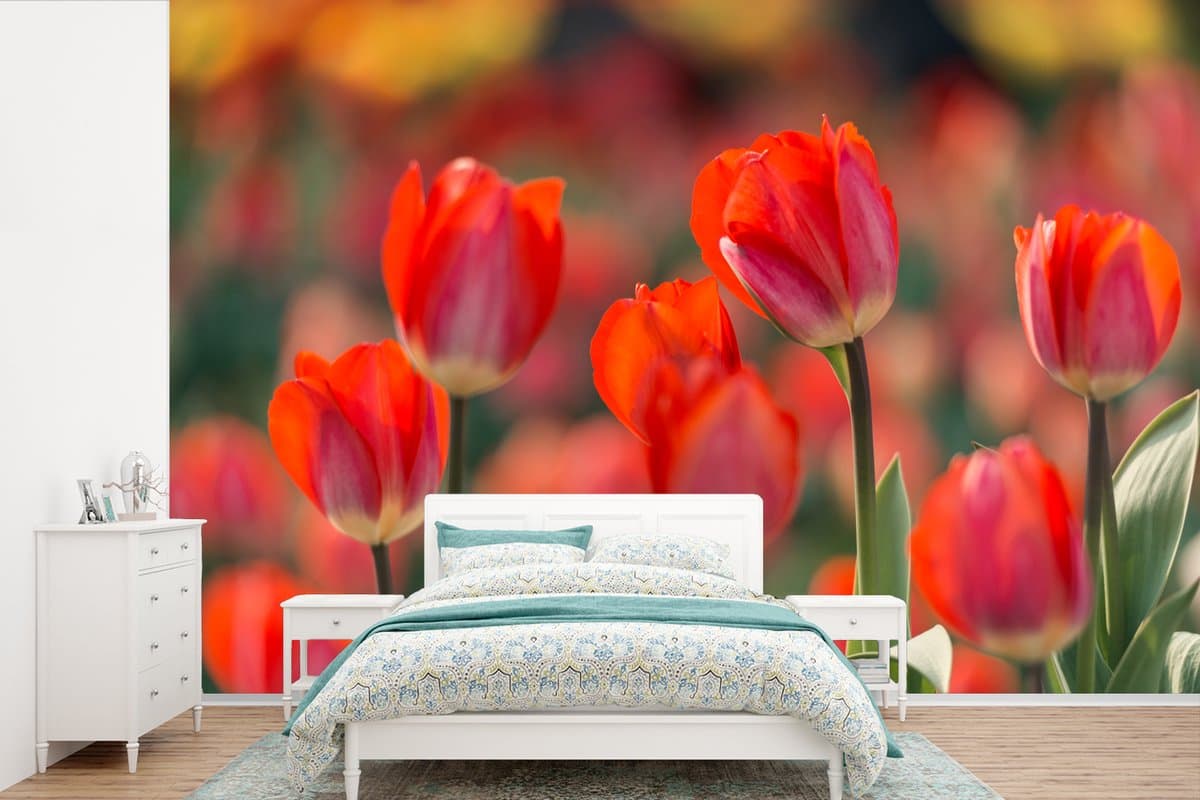 Behang - Fotobehang Een close-up van rode tulpen - Breedte 390 cm x hoogte 260 cm