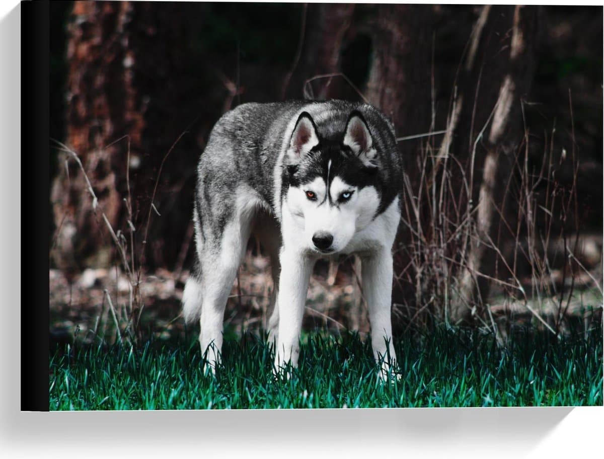 Canvas  - Husky met één Bruin en één Blauw Oog - 40x30cm Foto op Canvas Schilderij (Wanddecoratie op Canvas)
