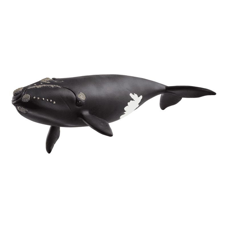 Schleich Wild Life Noordkaper speelfiguur - meerkleurig, 9,7 x 19,5 cm, 14878