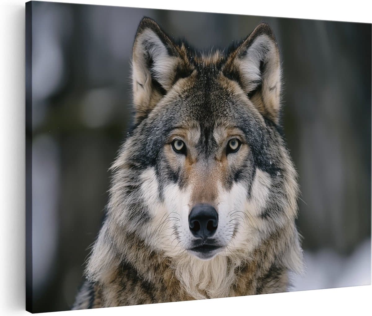 Artaza Canvas Schilderij Wolf die naar de Camera Kijkt - Dieren - 60x40 cm - Wanddecoratie Woonkamer - Schilderijen - Muurdecoratie