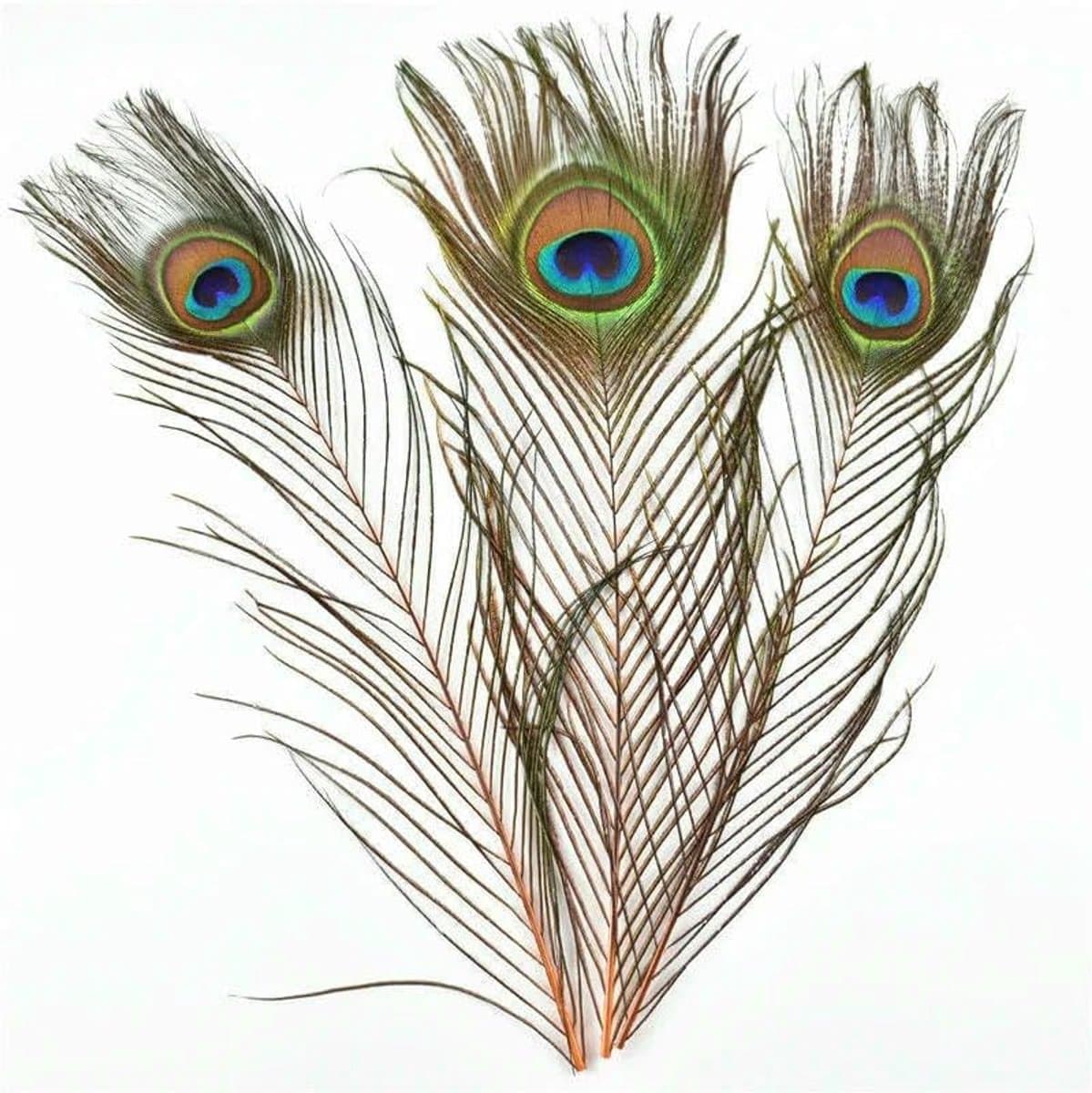 Pauw Veren - Decoratieve veren - Ambachten maken - Natuurlijke decoratie - 25-30 CM - Oranje