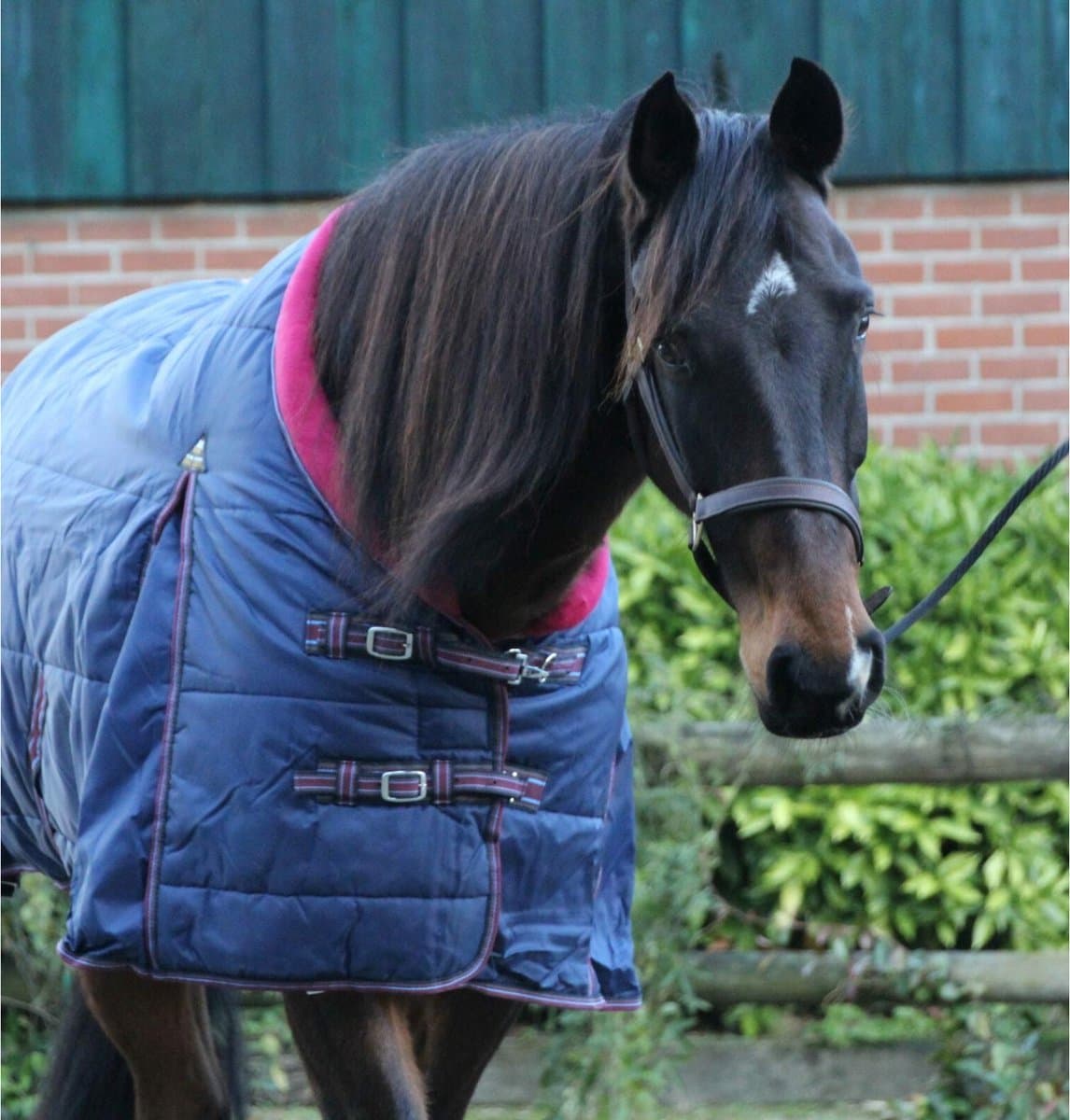 MHS Staldeken Crusader Plus 300gr 175 Antraciet / Bordeaux