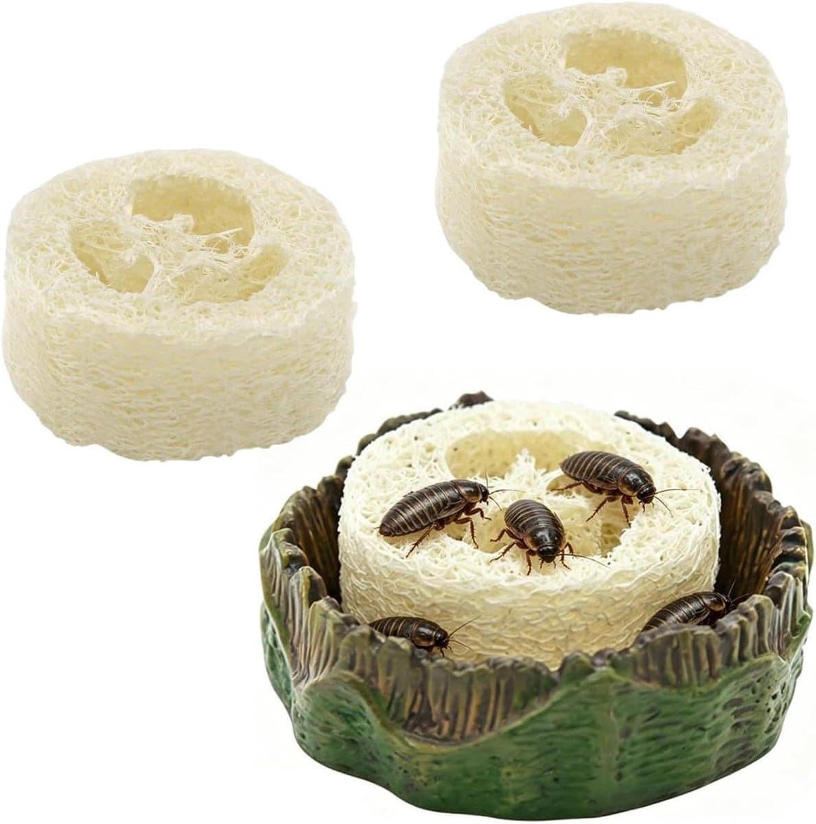 Kakkerlak Voercontainer - Reptielenvoeding Drinkschaal - Terrarium Hydratatie - Natuurlijke Luffa Integratie - 7x7x2 cm - Boomstronklook