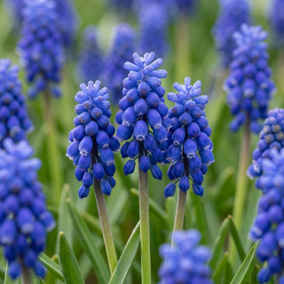 Green boutiQ - 200x Muscari Armeniacum - Armeense druifhyacint - Blauw - Verwilderingsbol - Bolmaat 8/9