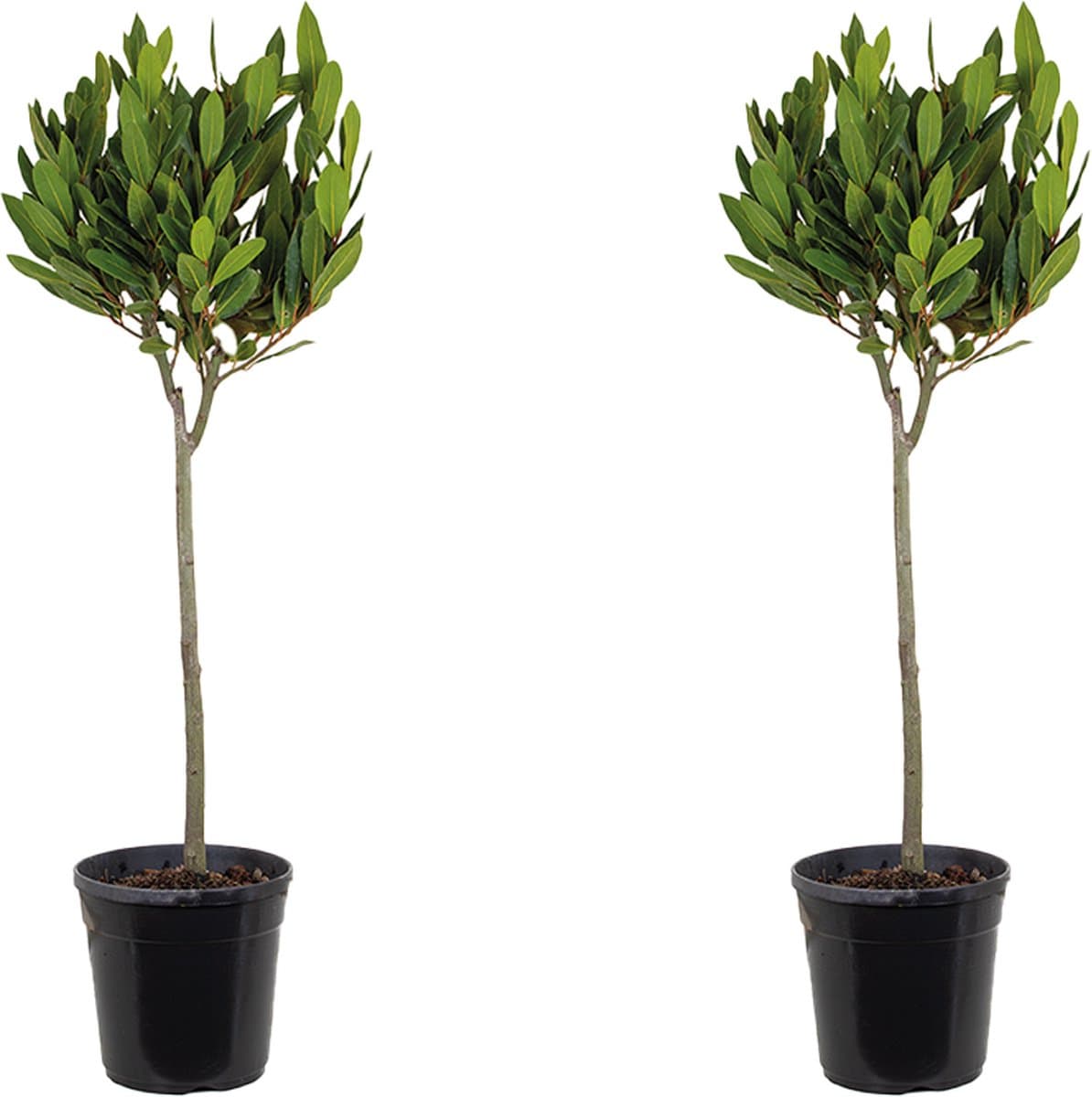 Bloomique - Set van 2 - Laurus Nobilis - Echte Laurier op Stam- Laurier Plant - Tuinplanten - Winterhard - Hoogte 80-100 cm - Pot 21 cm