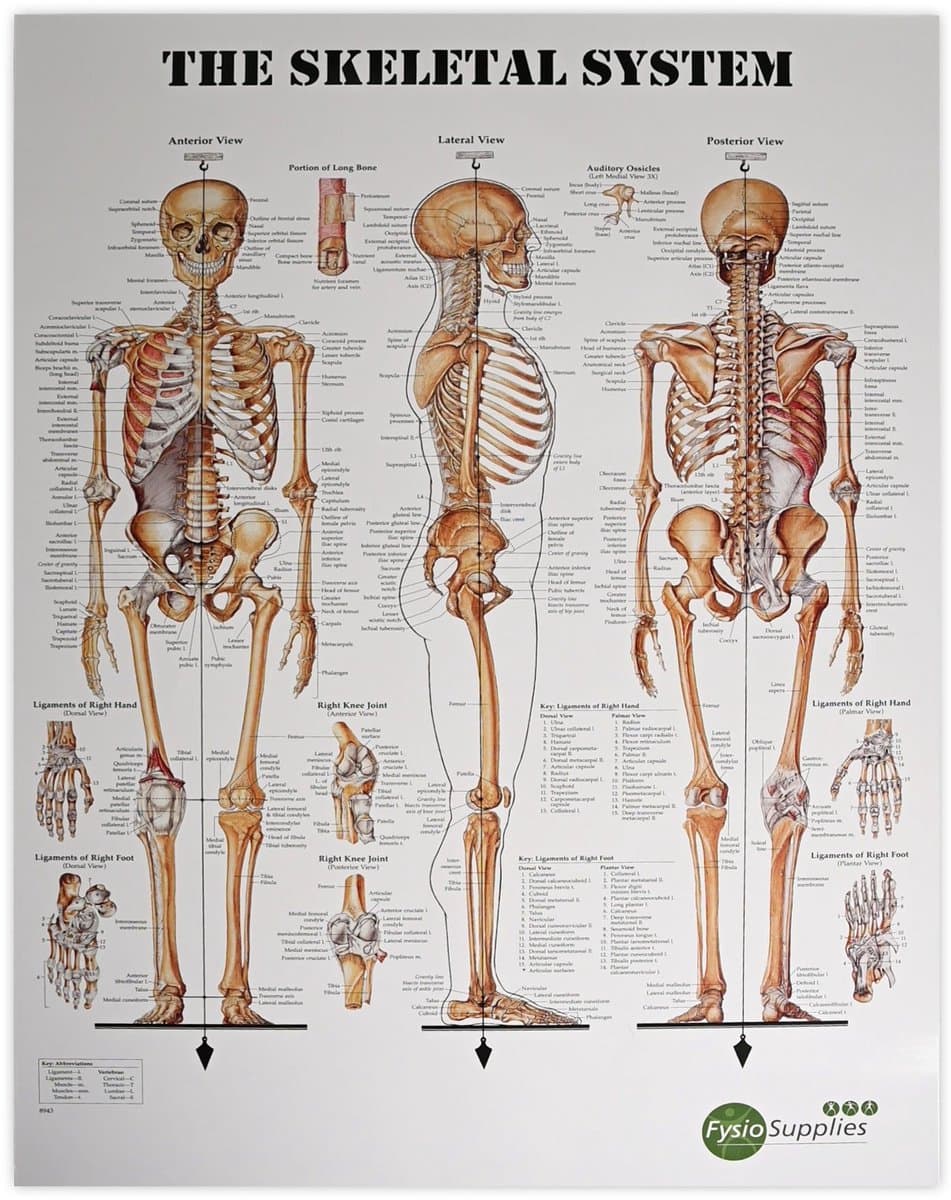 FysioSupplies The Human Skeletal System 50x70 cm poster - Anatomieposters - FysioSupplies