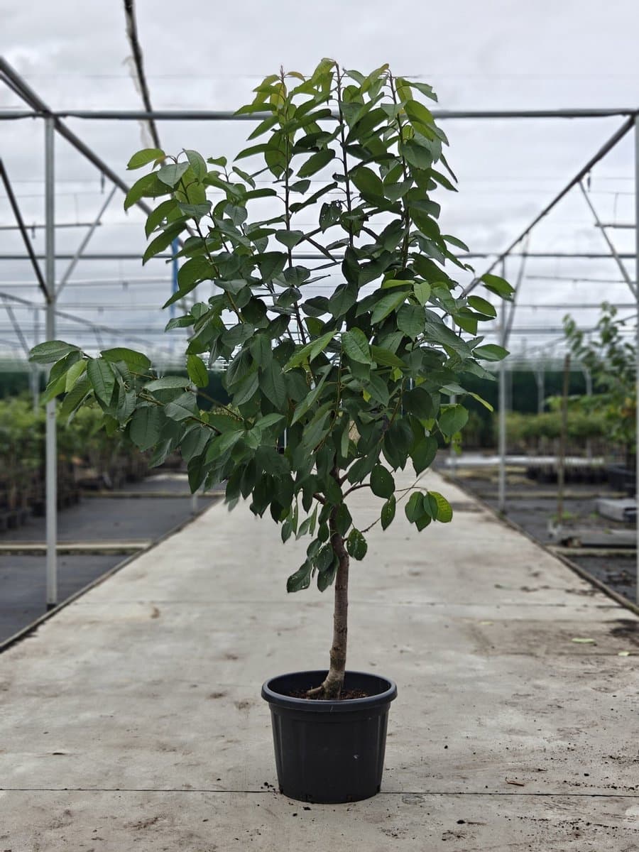 Prunus avium - Oude Kersenboom 'Sylvia' - Onderstam Colt - 45L pot - ca. 2m
