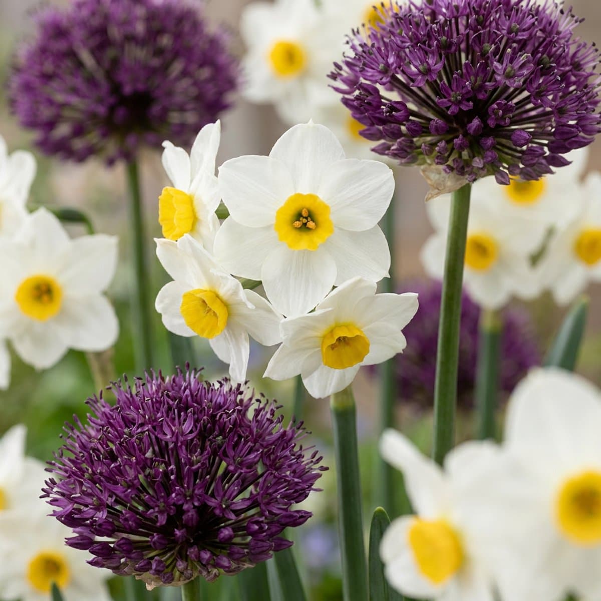 Green boutiQ - 280x Bulb Dry Garden - Droge tuin bollenplanten - Diversen - Zomerbloeier - Bolmaat 10/12
