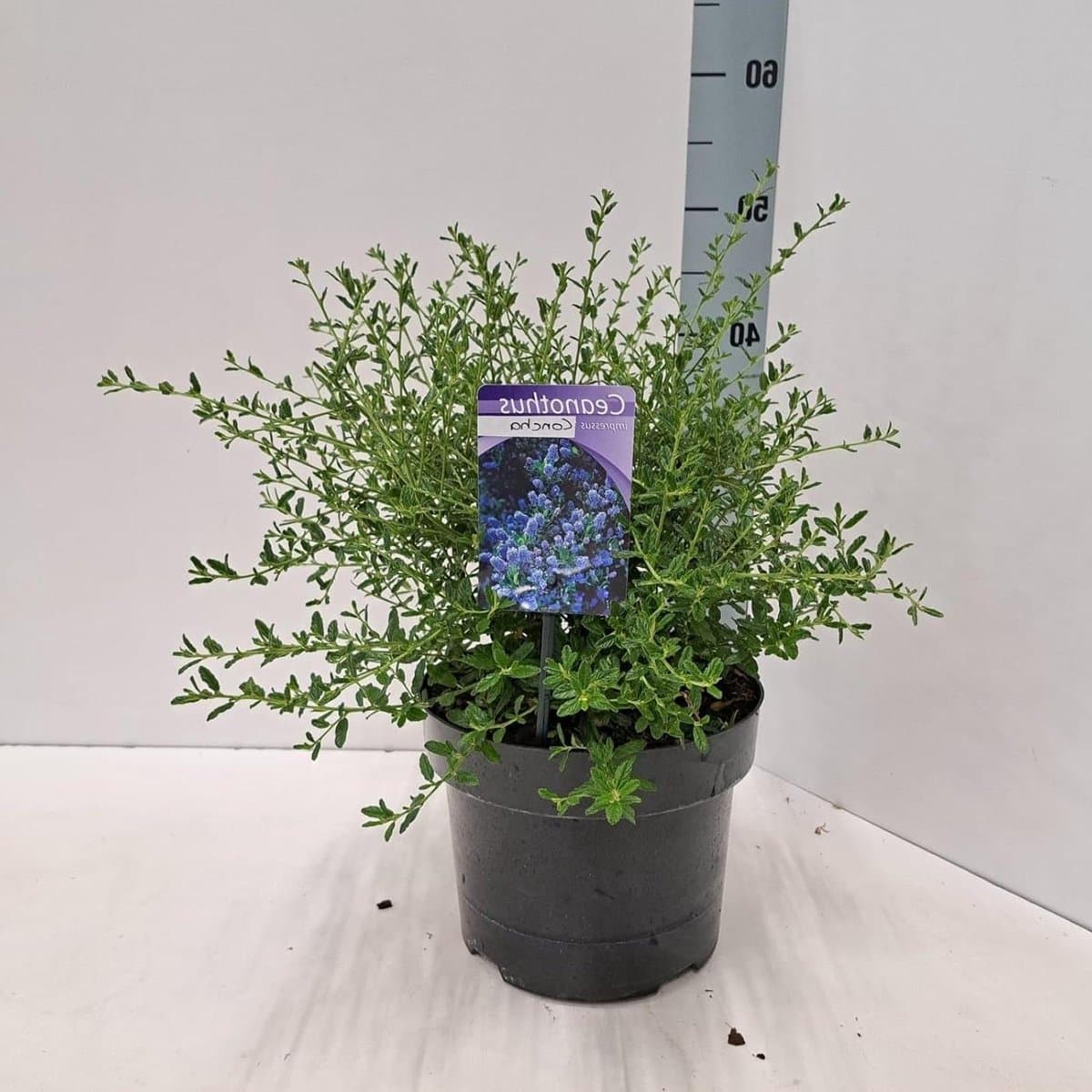 Sierstruik - Wintergroene Plant - Tuin Aankleden - Trek Bijen Aan - Tot 2 Meter - Blauw