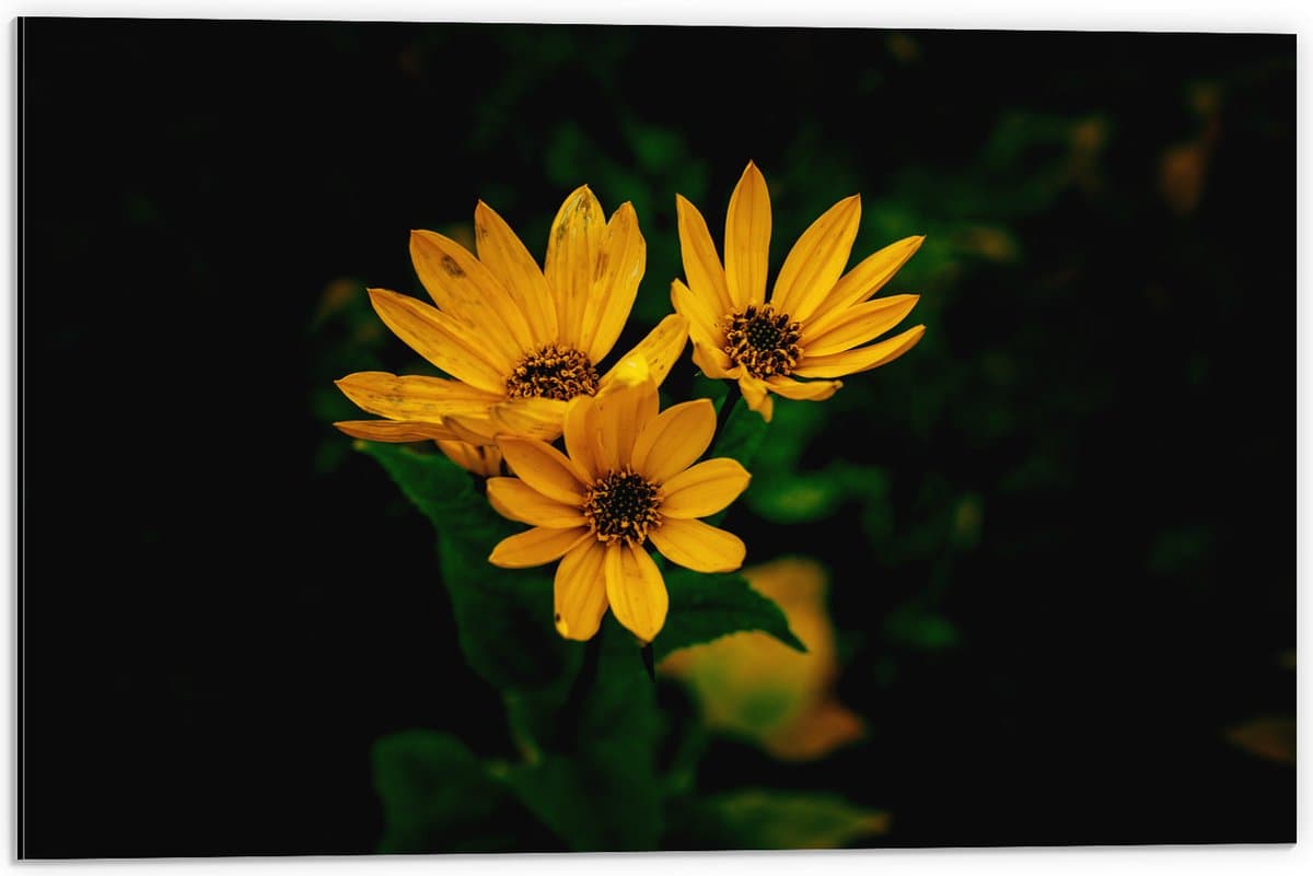 Dibond - Gele bloem met Groene Achtergrond - 60x40 cm Foto op Aluminium (Wanddecoratie van metaal)