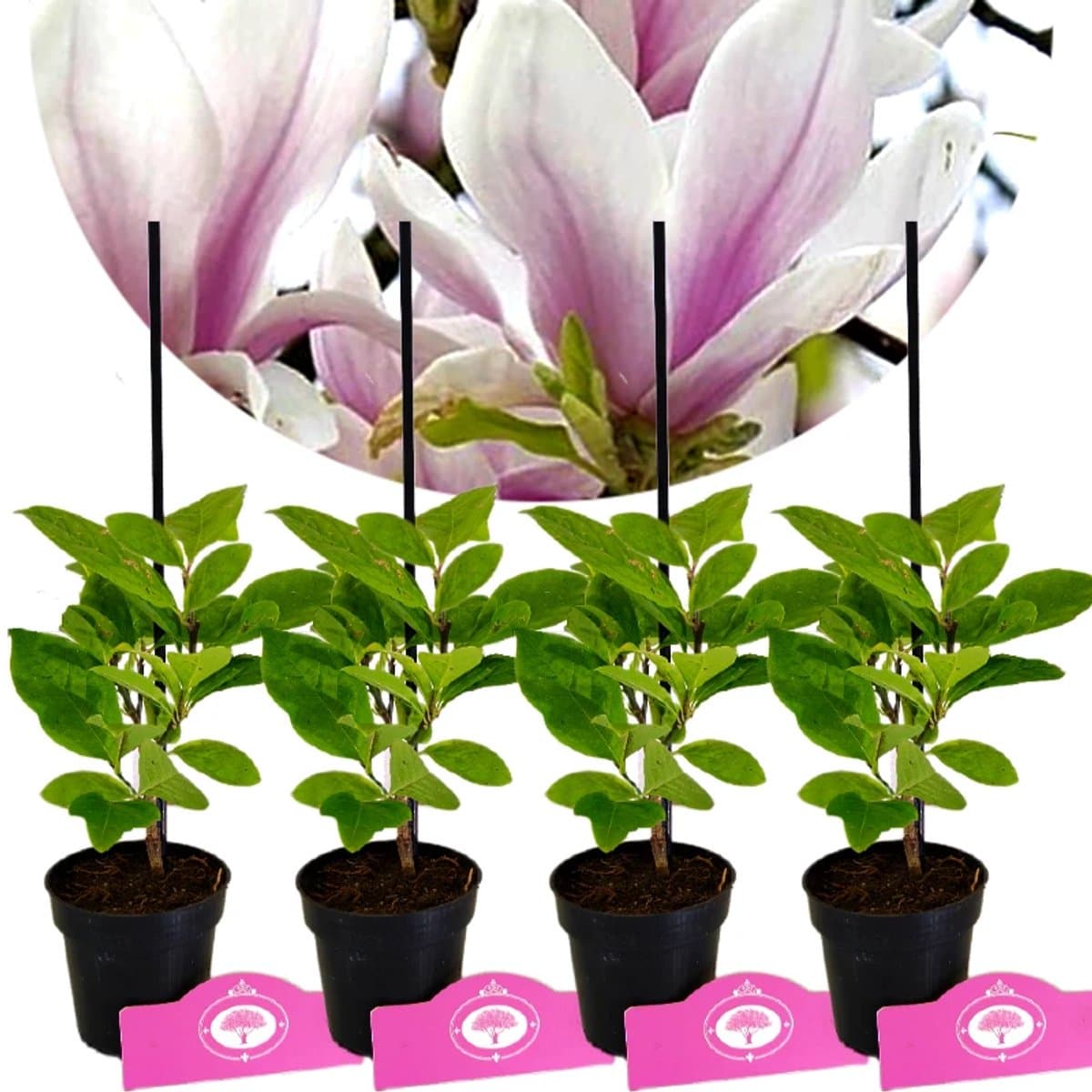 Set Van 4 Magnolia soulangeana - Beverboom - Hoogte 25cm - 9cm pot