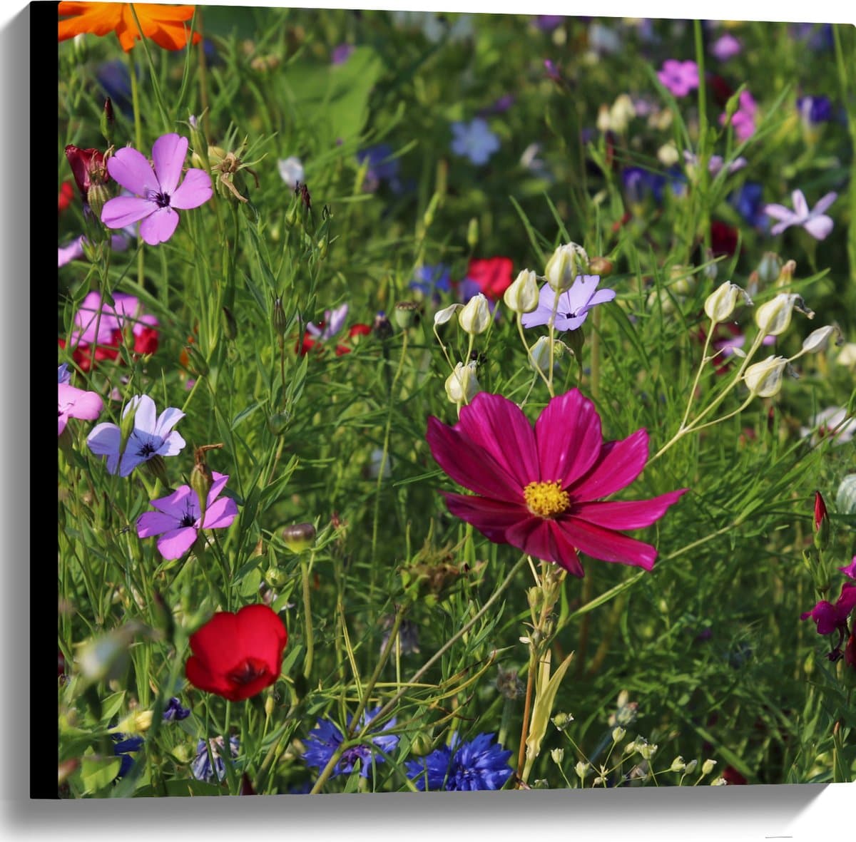 Canvas - Bloemenveld met Kleurrijke Bloemen - 60x60 cm Foto op Canvas Schilderij (Wanddecoratie op Canvas)
