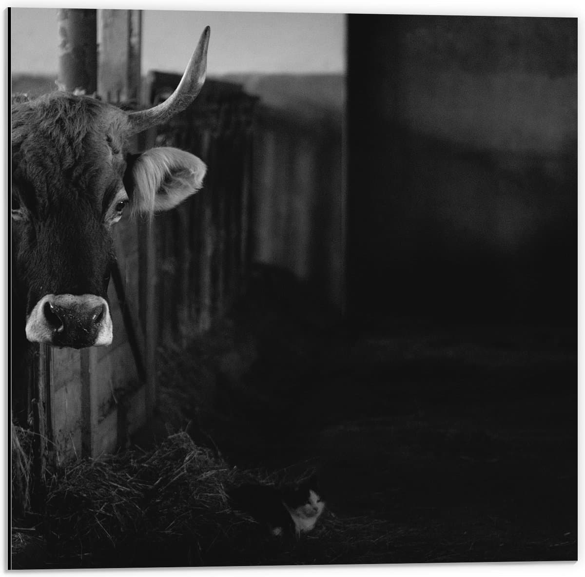 Dibond - Stier in Stal - 50x50 cm Foto op Aluminium (Met Ophangsysteem)