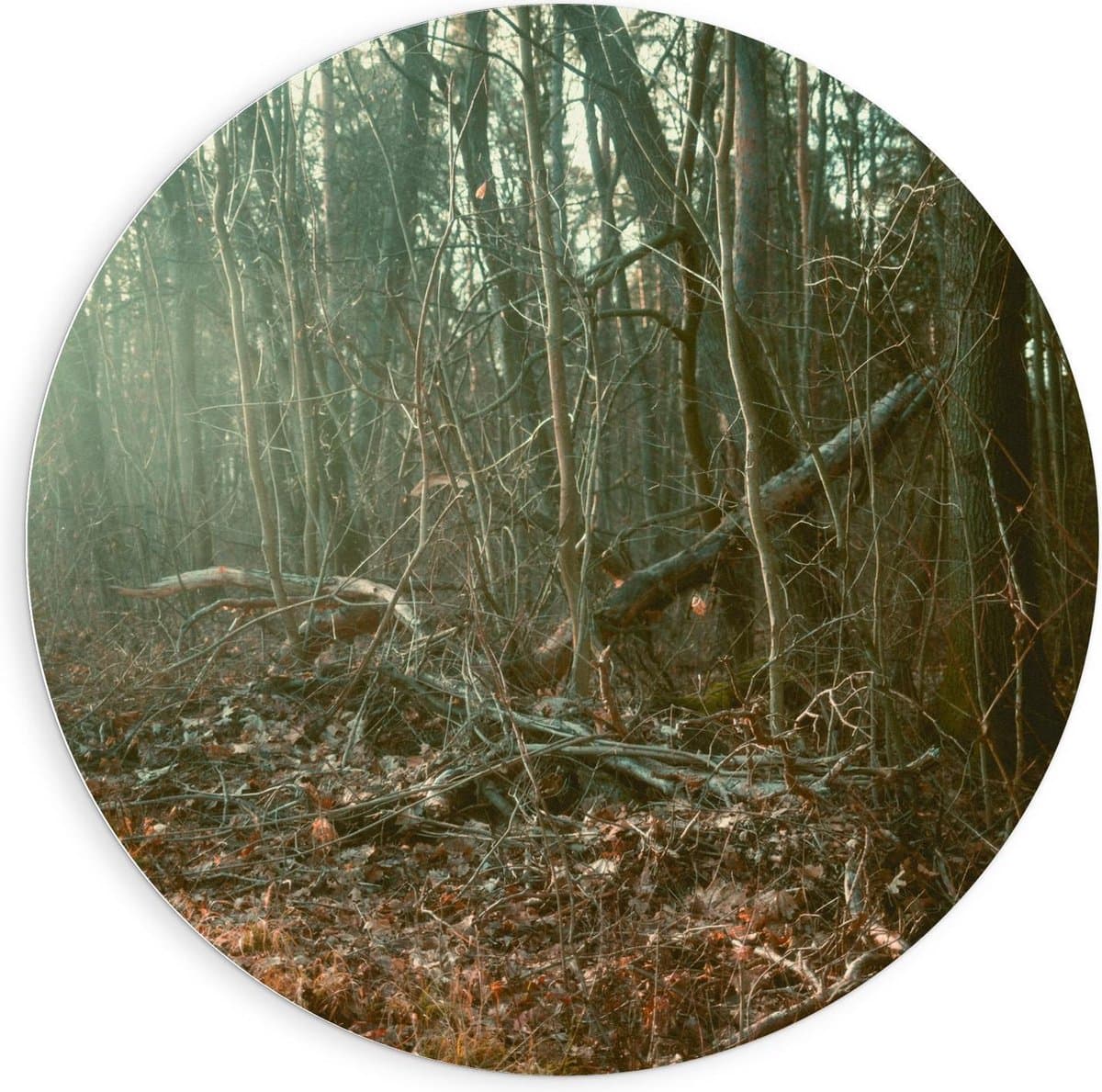 Forex Wandcirkel - Takken in het Bos - 90x90cm Foto op Wandcirkel (met ophangsysteem)