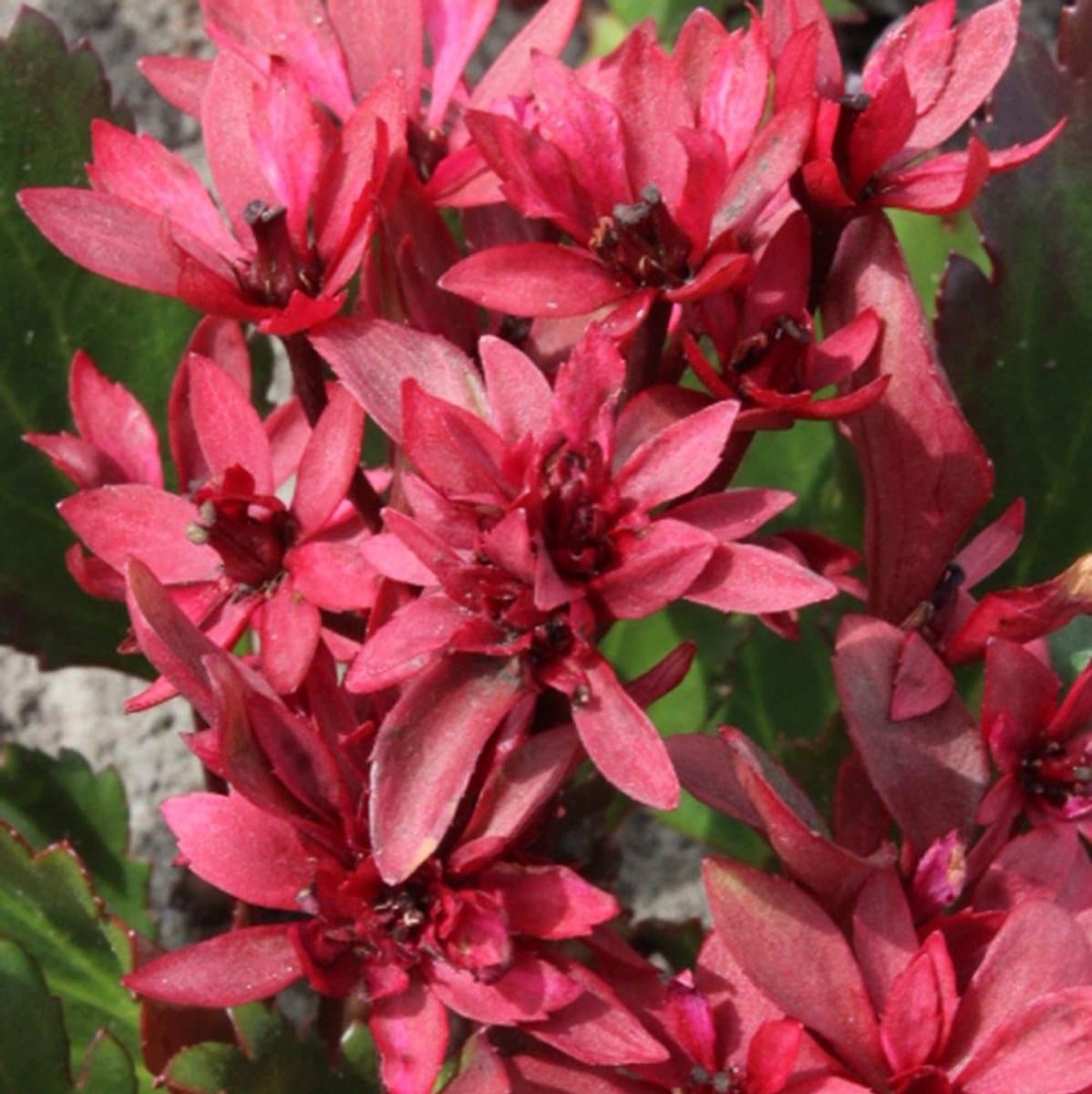 6x Mukgenia hybrida 'Nova Flame' Pot 9x9cm - Prachtige plant voor in de tuin