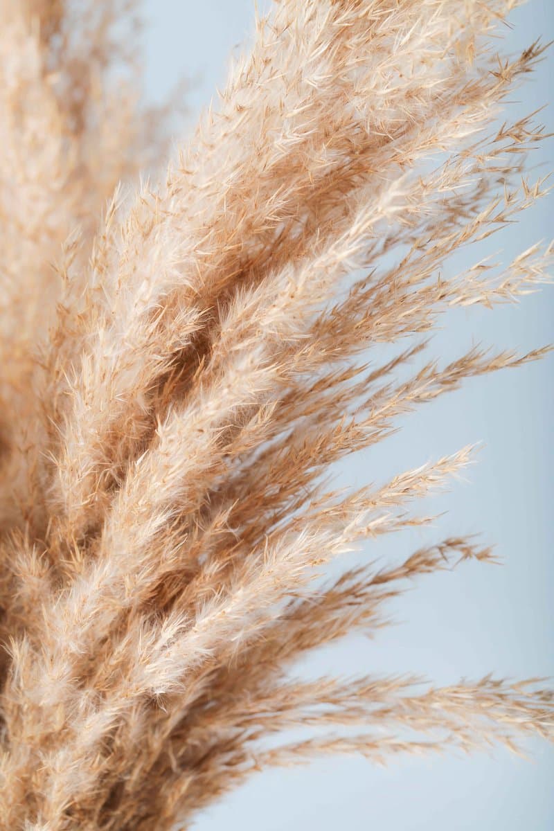 Printerior - Pampas Grass - Muurdecoratie - Luxe print - Wallart - Schilderij - Pampas print - Natuur print - Diamond gloss epoxy - Pampas - Epoxy print