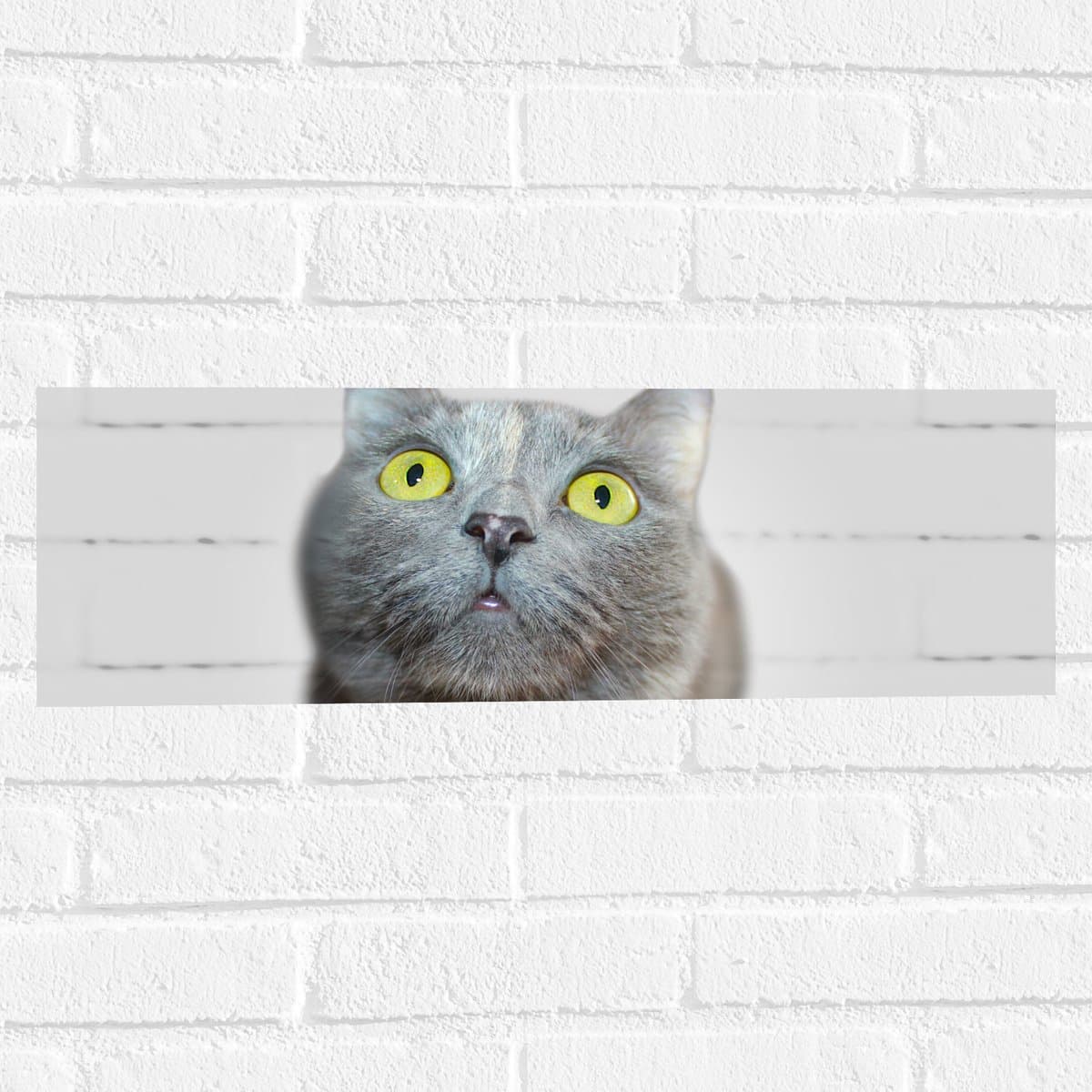 Muursticker - Angstige Grijsharige Kat met Felgele Ogen - 60x20 cm Foto op Muursticker