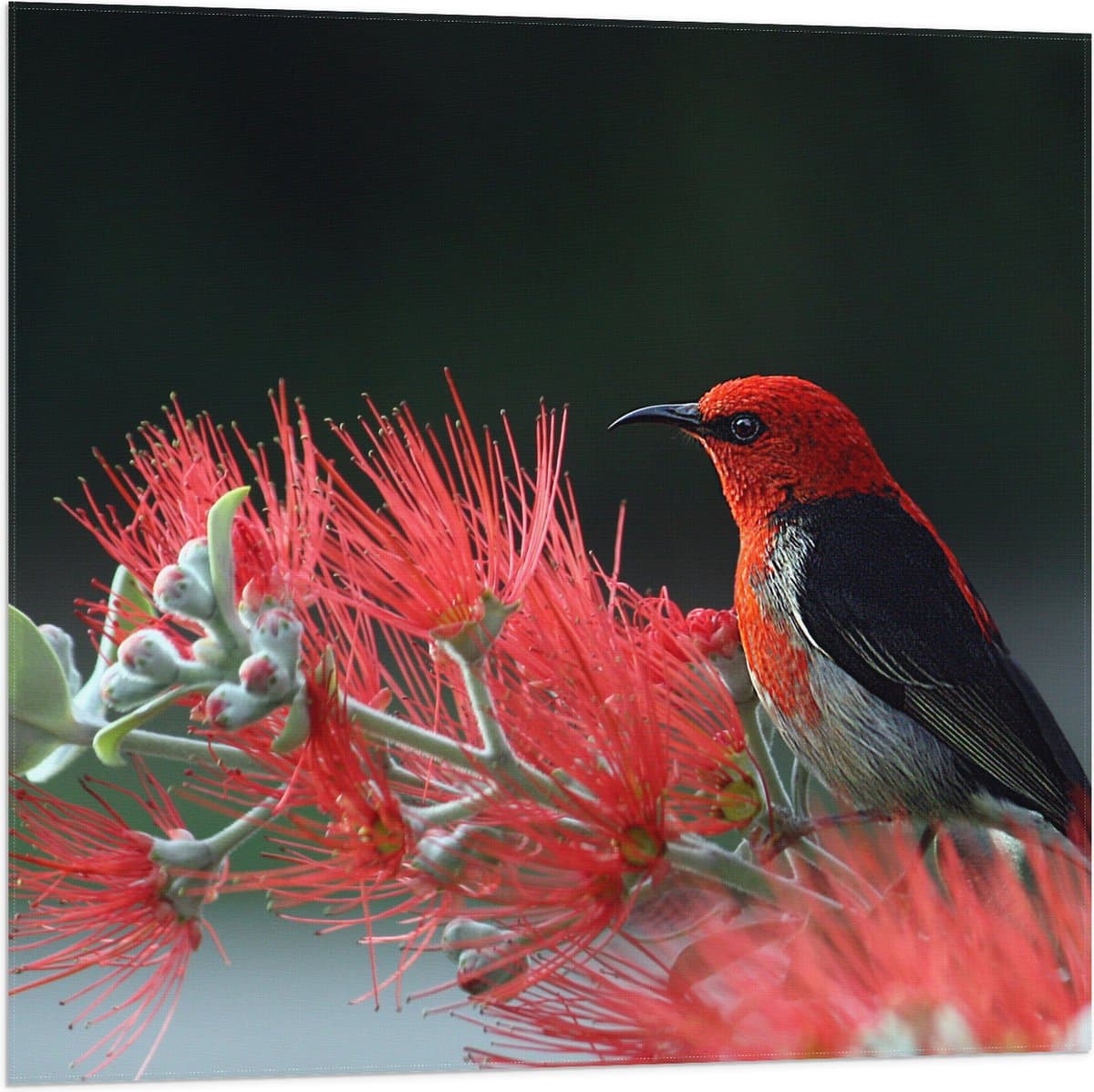 Vlag - Opzijkijkende Rode Vogel Zittend op Rode Plant - 80x80 cm Foto op Polyester Vlag