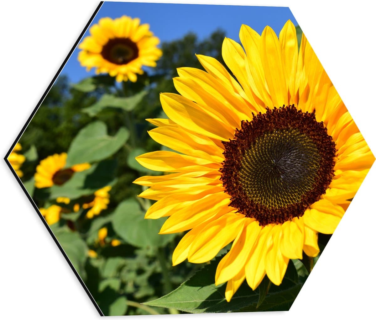 Dibond Hexagon - Bloemen - Zonnebloemen - Kleuren - Natuur - 40x34.8 cm Foto op Hexagon (Met Ophangsysteem)
