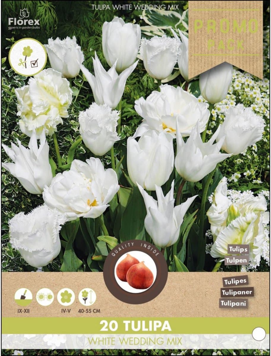 Tulpen White Wedding mix – Tulipa - Grassen/kruiden - Snijbloemen - Voorjaarsbollen - bloeit in April / Mei