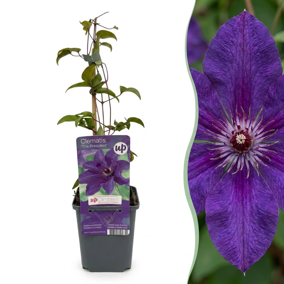 Green boutiQ - 6x Clematis The President - Bosrank - Paars - Klimplant - Ø9cm - 35cm