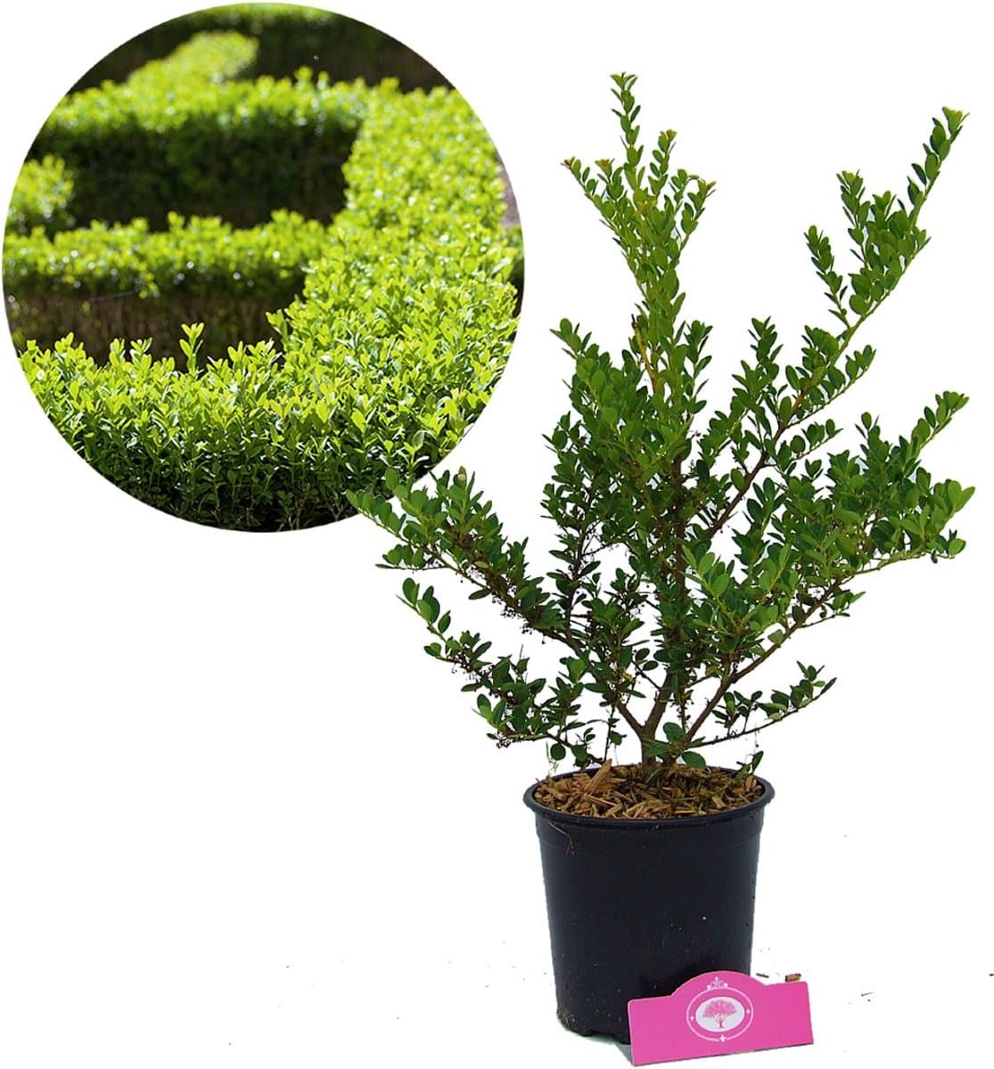 Ilex crenata ‘Green Hedge’, Japanse hulst, Buxusvervanger, 2 liter pot