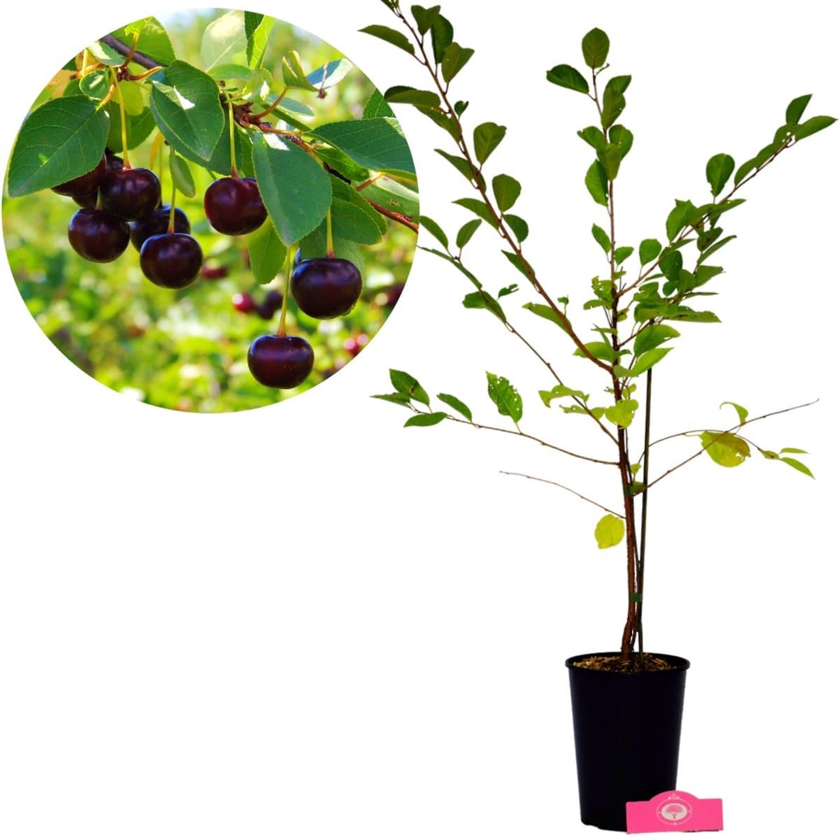 Prunus avium 'Athos'® Unieke kersenstruik, 3 liter pot