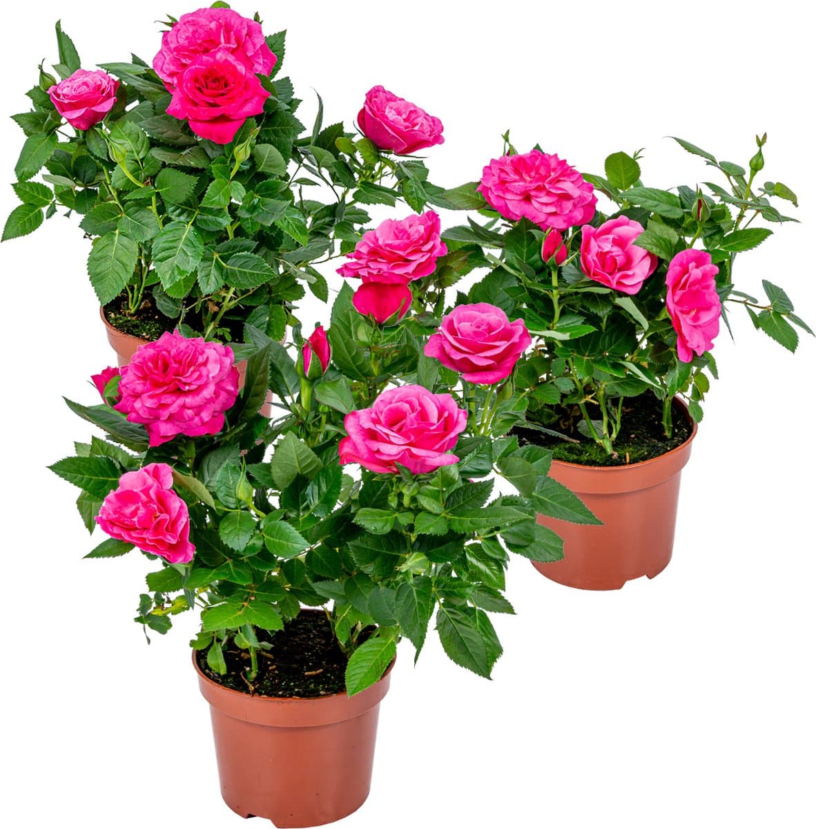 Bloomique - Set van 3 - Potroos Roze - Geschikt voor zowel binnen als buiten - Kamerplanten - Tuinplanten - Terrasplanten - Winterhard - Hoogte 20-30 cm - Pot 12 cm