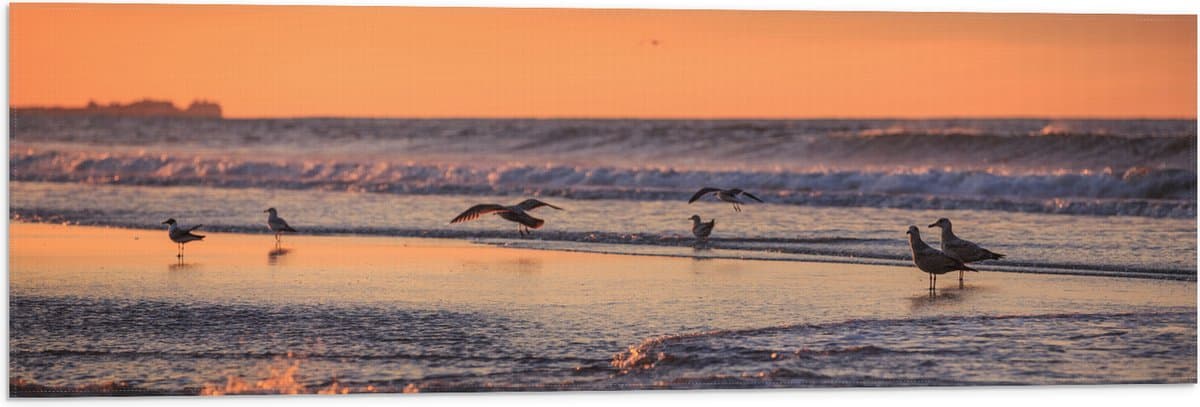 Vlag - Vliegende en Lopende Vogels in en Boven het Zeewater tijdens Zonsondergang - 90x30 cm Foto op Polyester Vlag