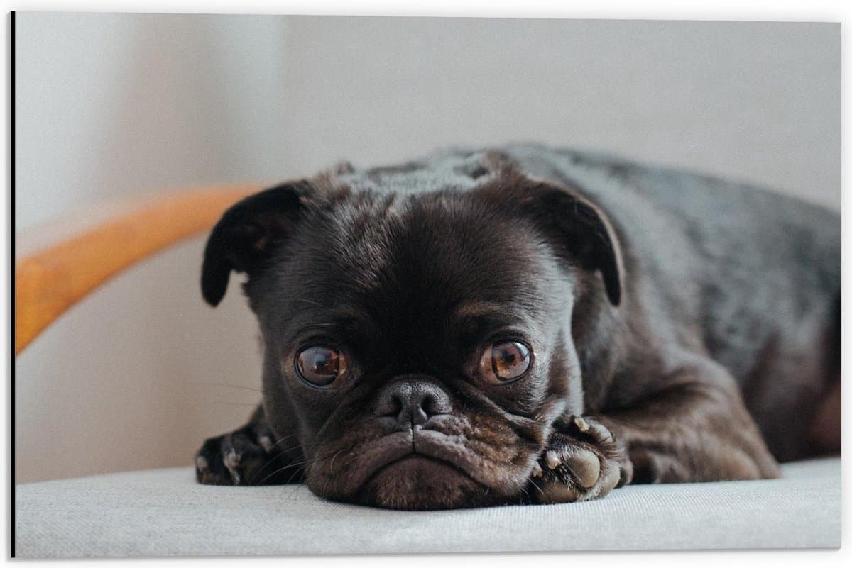Dibond - Zwart Pug Hondje Liggend op een Stoel - 60x40cm Foto op Aluminium (Wanddecoratie van metaal)