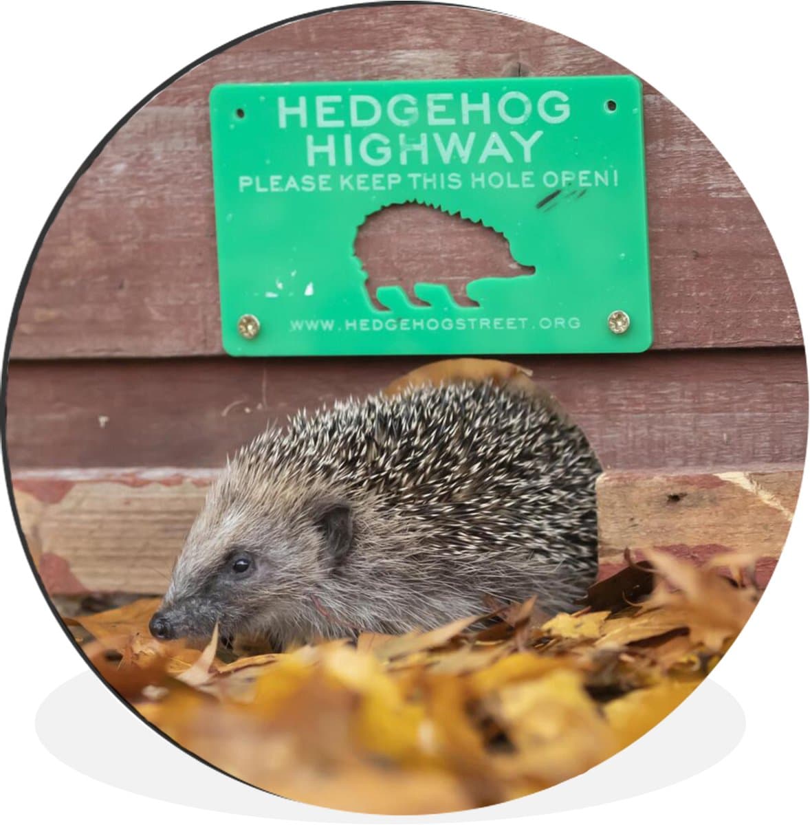 WallCircle - Wandcirkel - Muurcirkel - Egel - Snelweg - Groen - Aluminium - Dibond - 60x60 cm - Binnen en Buiten