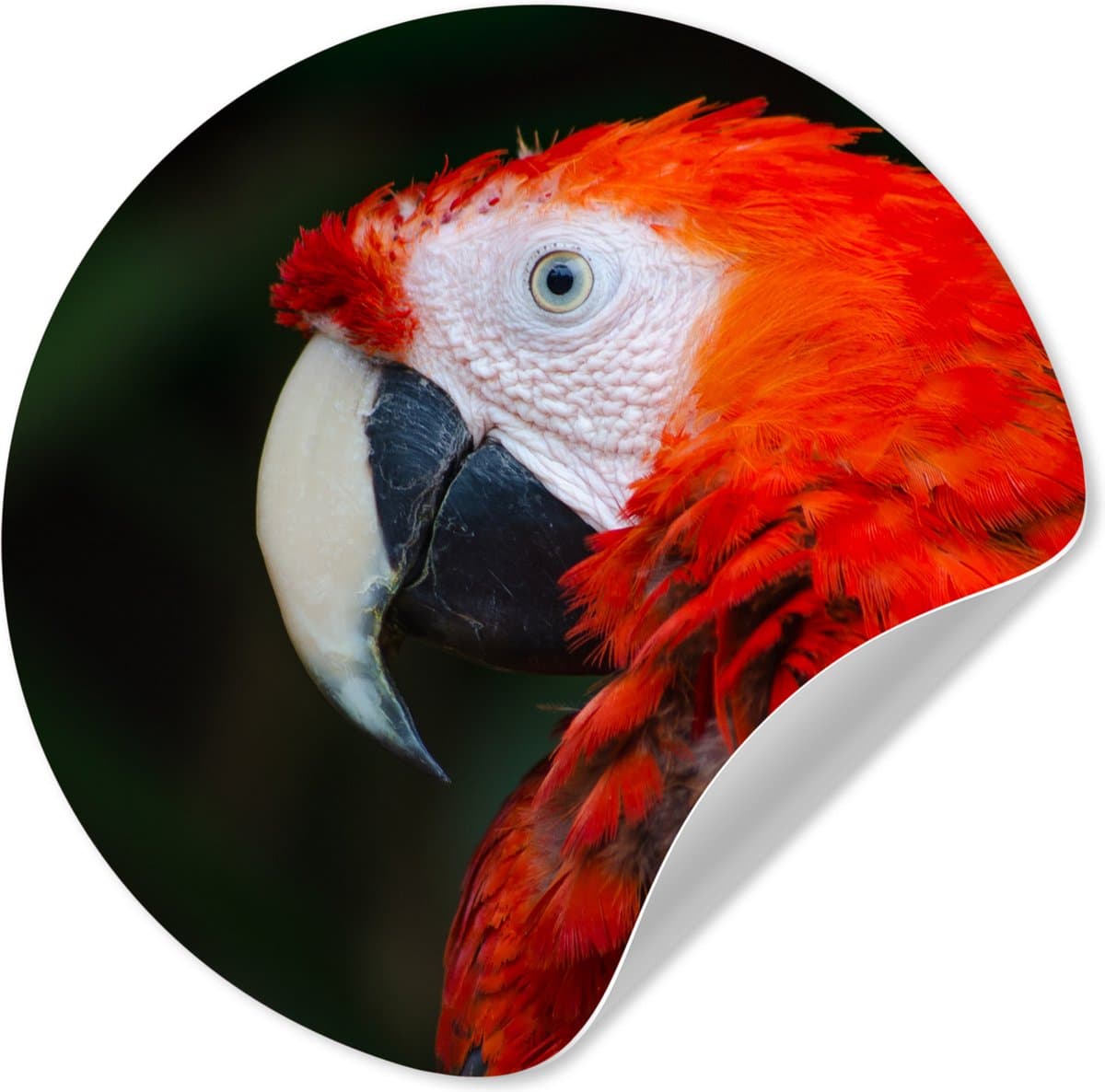 WallCircle® - Behangcirkel 30x30 cm - Muurstickers Dieren - Vogel - Papegaai - Muurcirkel woonkamer - Wandcirkel slaapkamer - Kamer decoratie zelfklevend - Muurdecoratie accessoires