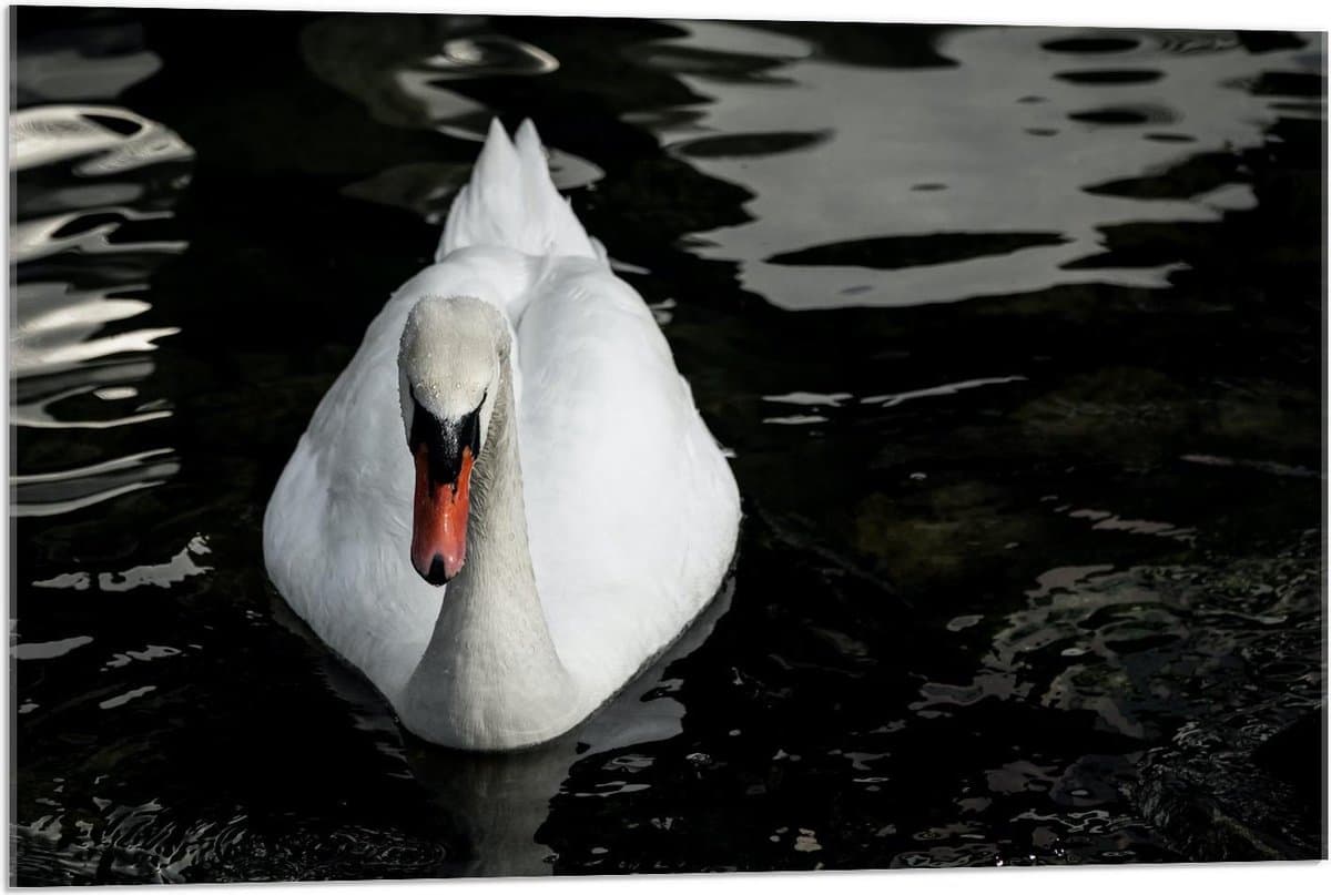 Acrylglas - Mooie Witte Gans in het Water - 90x60cm Foto op Acrylglas (Met Ophangsysteem)