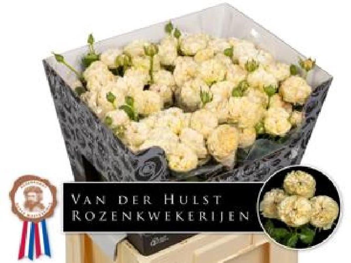 10x Rosa royal champagne 60cm
