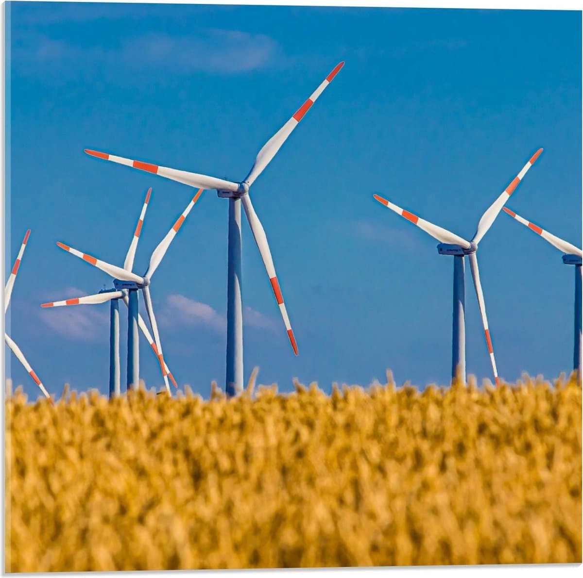 Acrylglas - Windmolens in Grasweide - 50x50cm Foto op Acrylglas (Met Ophangsysteem)
