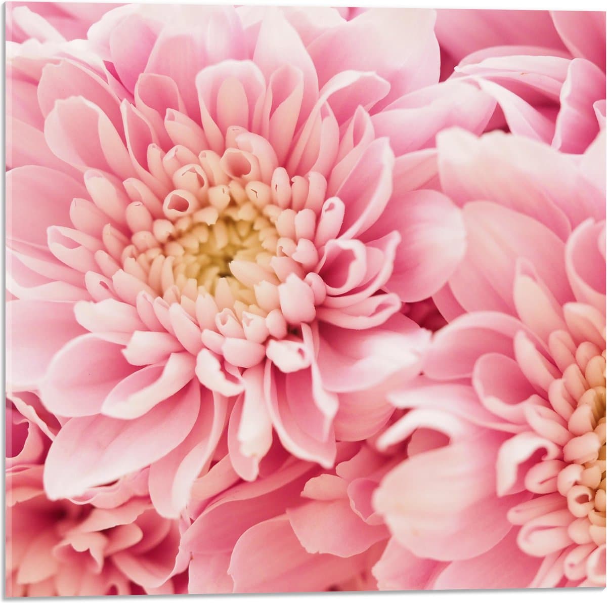 Acrylglas - Close up Roze-Gele Bloemen - 50x50 cm Foto op Acrylglas (Wanddecoratie op Acrylaat)