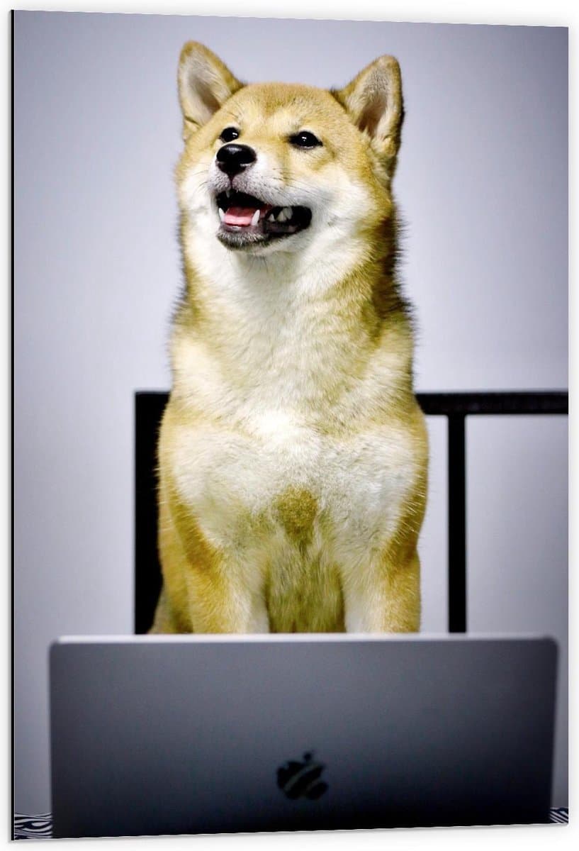 Dibond - Werkende Hond achter achter Laptop - 60x90cm Foto op Aluminium (Met Ophangsysteem)