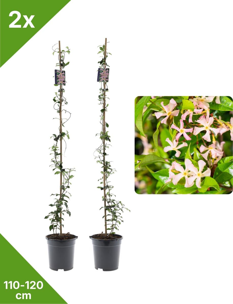 GARDENZO - 2x Roze Toscaanse Jasmijn (Trachelospermum) XXL in 2 ltr pot 115-120 cm