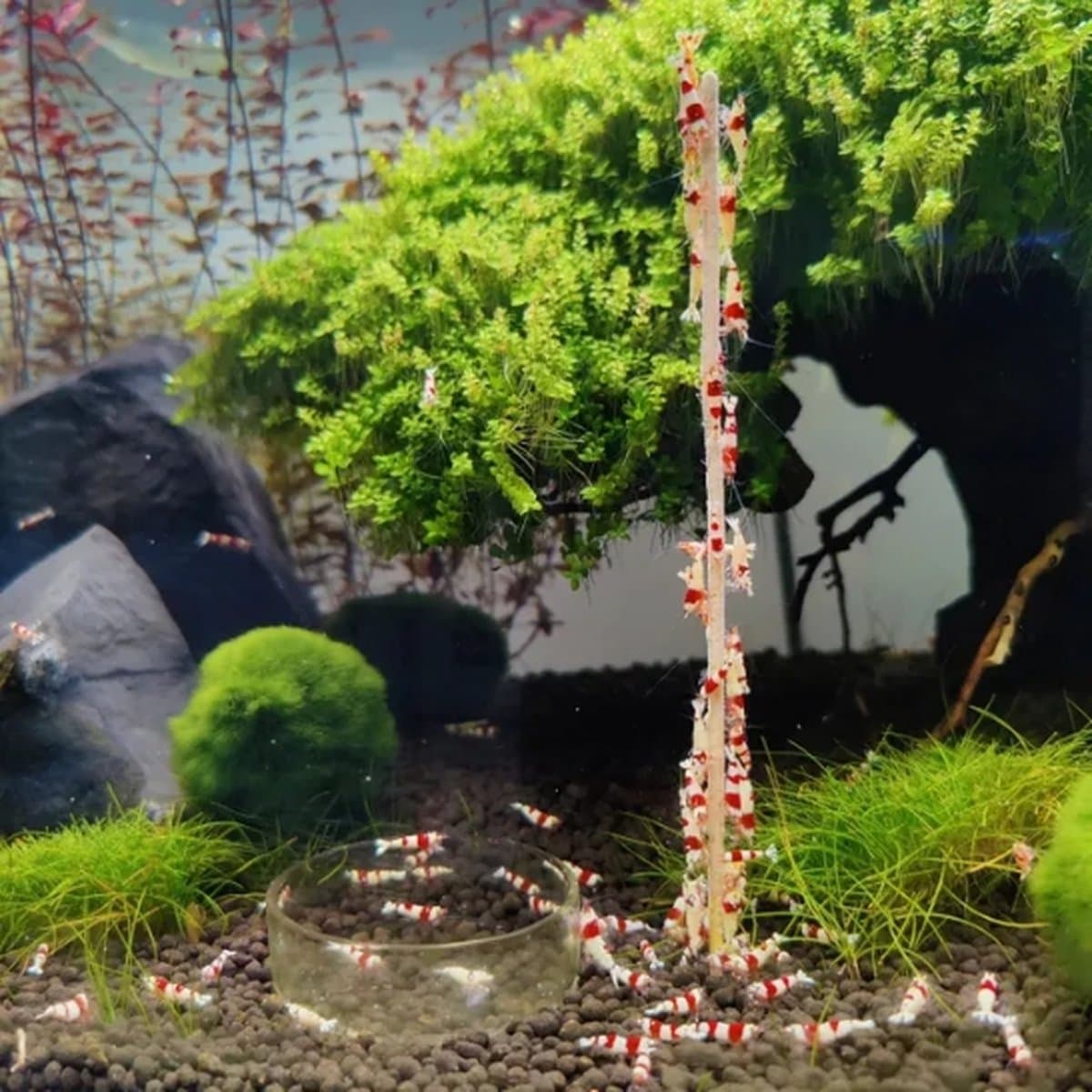 Garnalenlollies - Aquarium - 18 cm - Erwten - 10 stuks