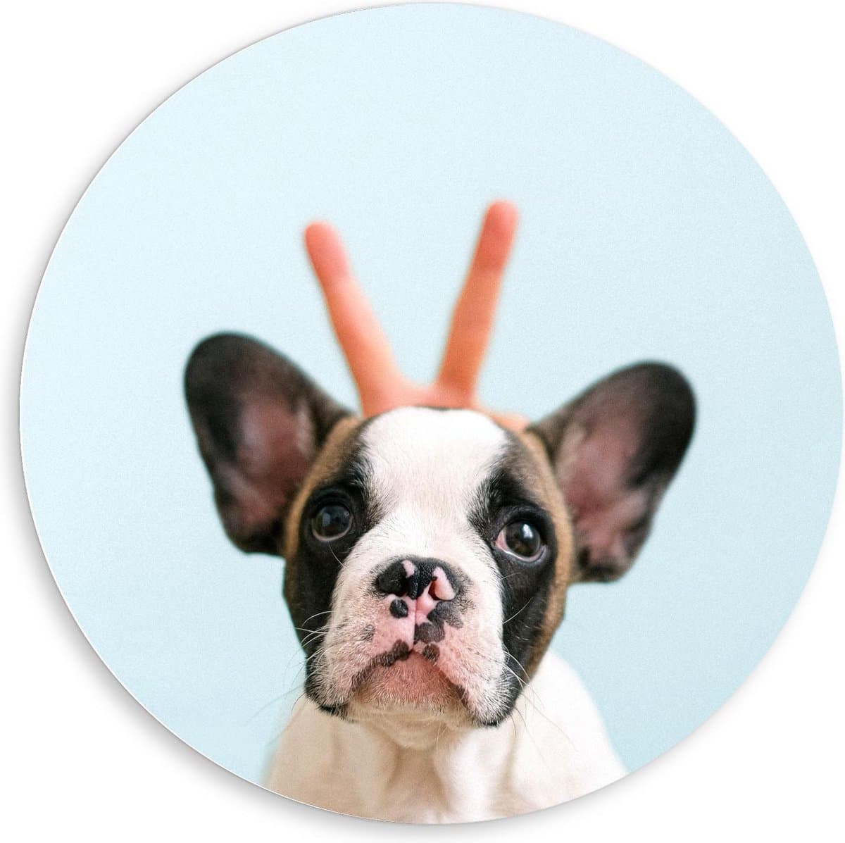 KuijsFotoprint - Schilderij - Schattig Hondje Met Konijnen Oortjes - Zwart, Wit, Blauw En Beige - 80 X 80 Cm