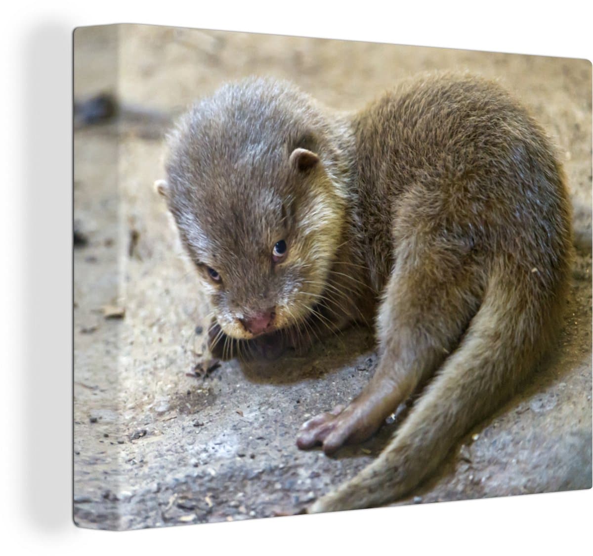 Canvas Schilderij Otter - Baby - Water - 80x60 cm - Wanddecoratie