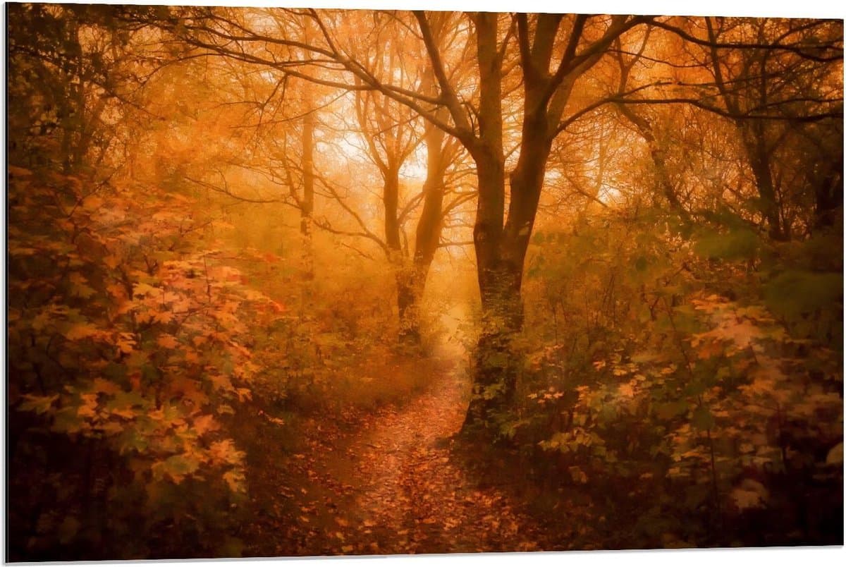 Dibond - Herfstgekleurde Bos - 90x60cm Foto op Aluminium (Wanddecoratie van metaal)