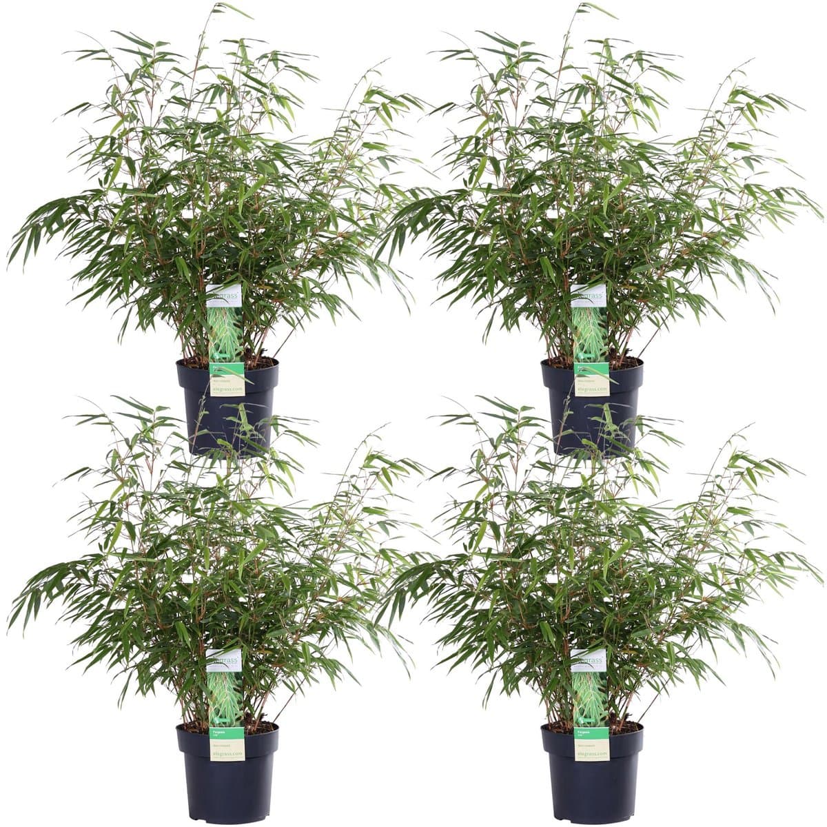 4x Fargesia rufa - ↨60cm - Ø19