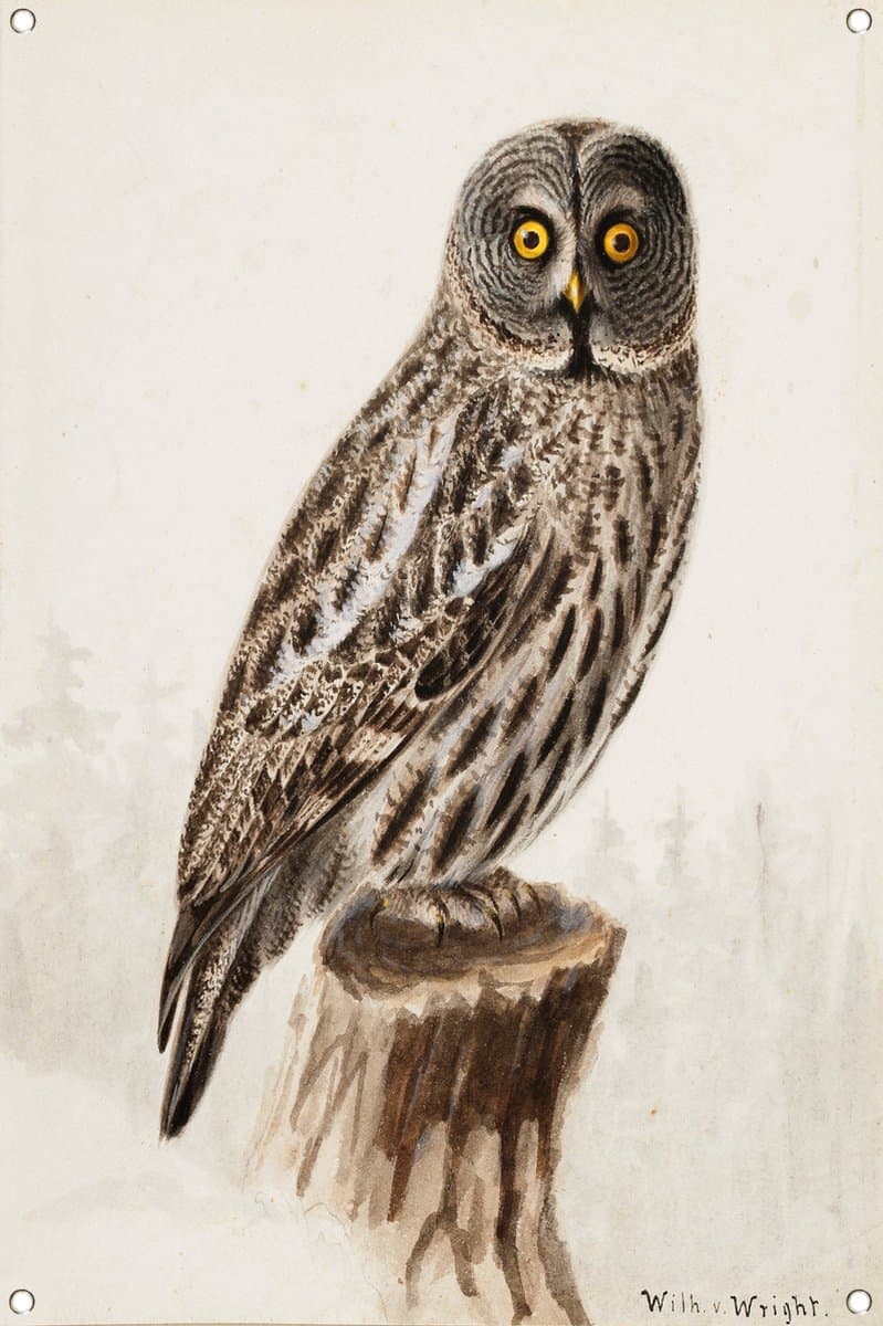Grote Grijze Uil - Wilhelm von Wright tuinposter - Uil tuinposter - Tuinposters Dieren - Tuinposters - Tuinaccessoires - Tuin decoratie wanddecoratie tuinposter 80x120 cm